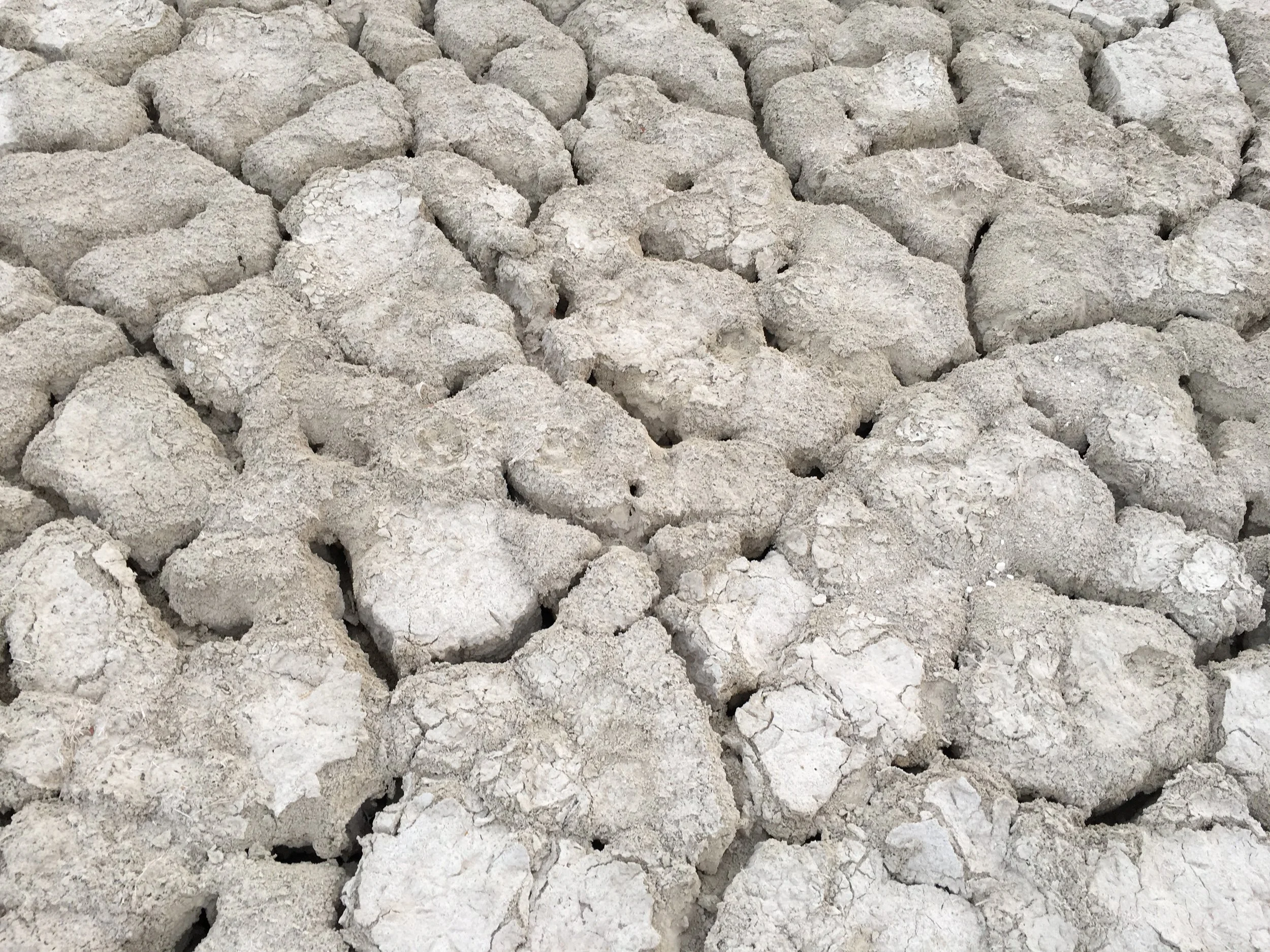 Close-up of cracked, dry, grayish-white soil or mineral crust.
