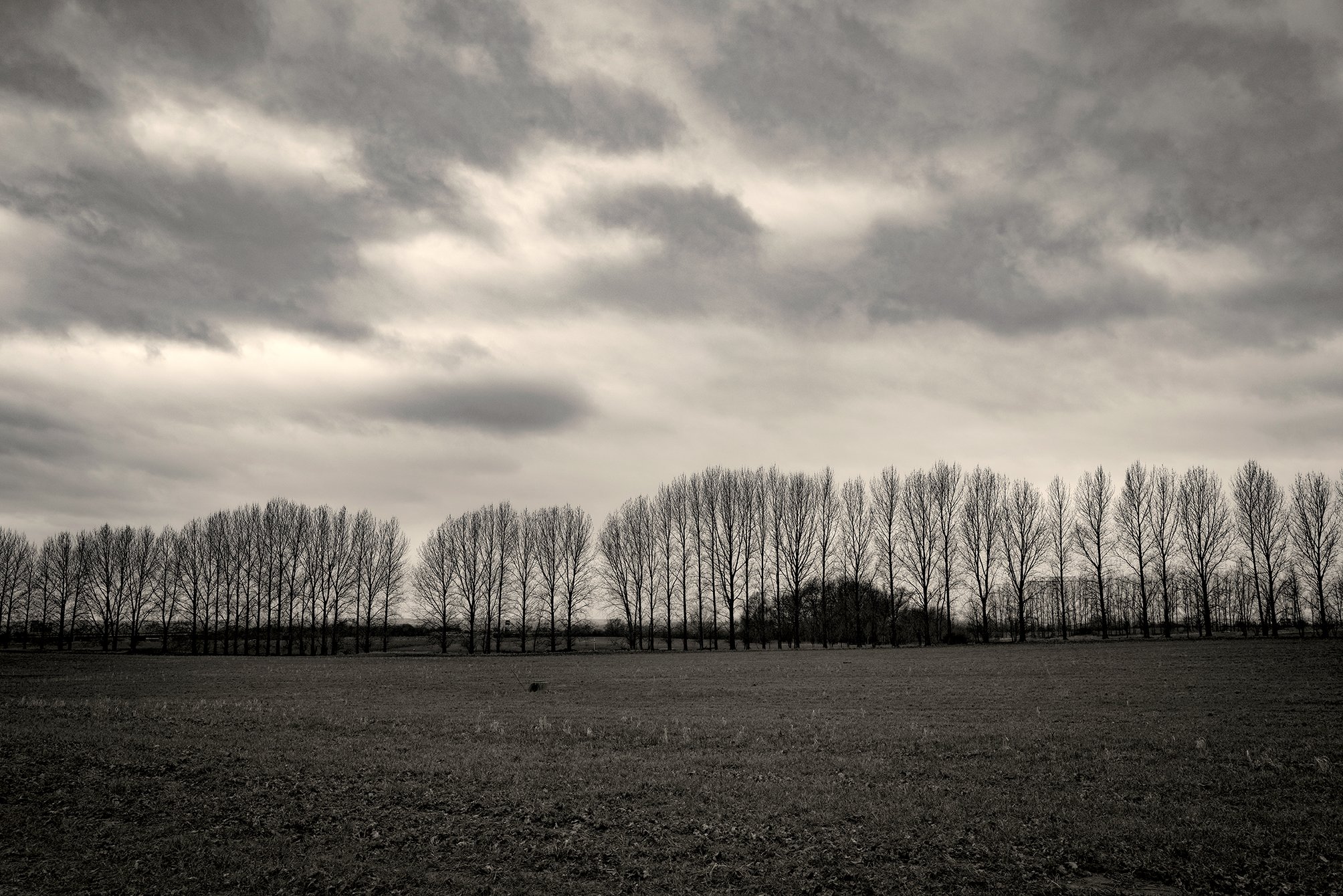 Tree Horizon