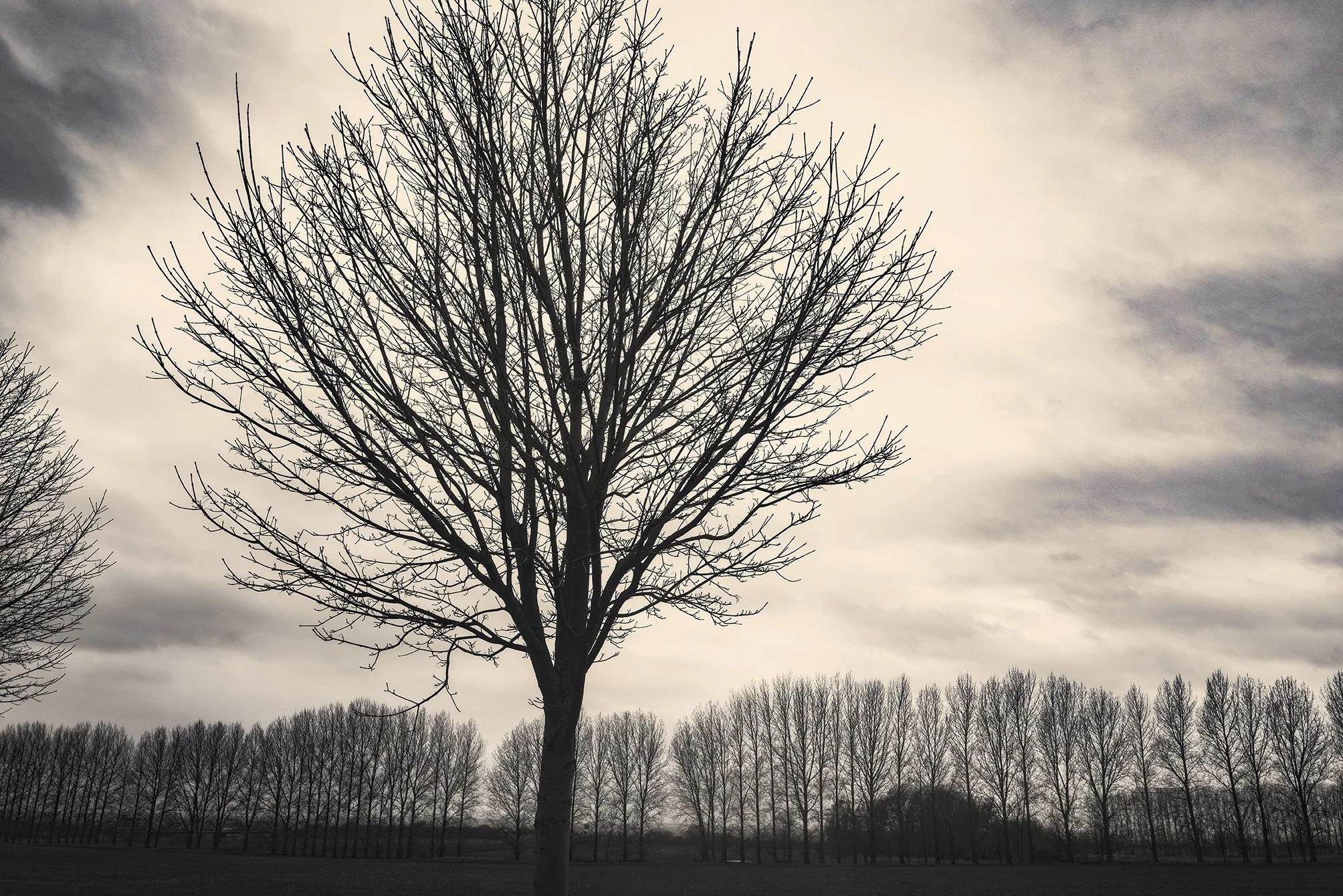 Tree Lane