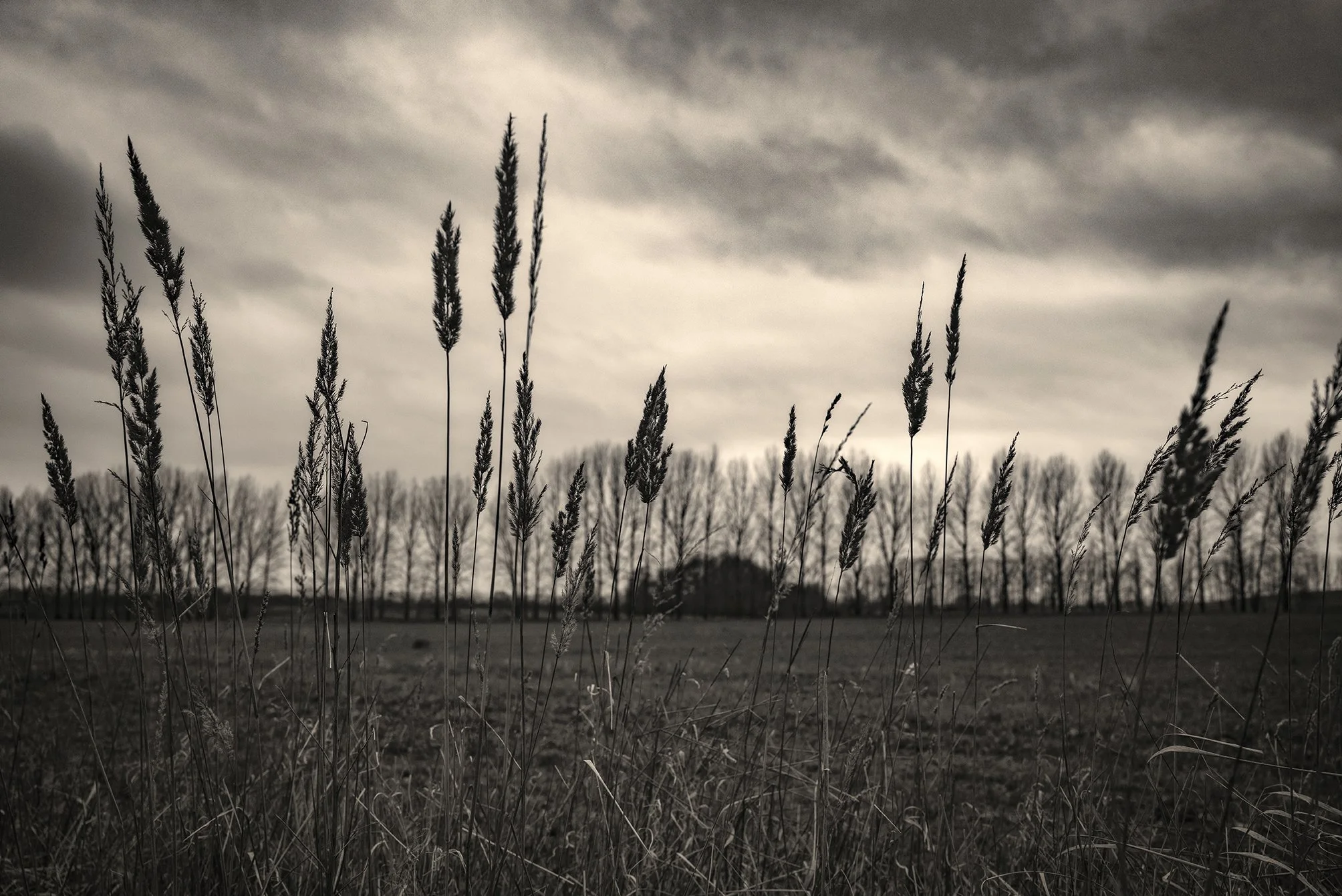 Wheat Horizon