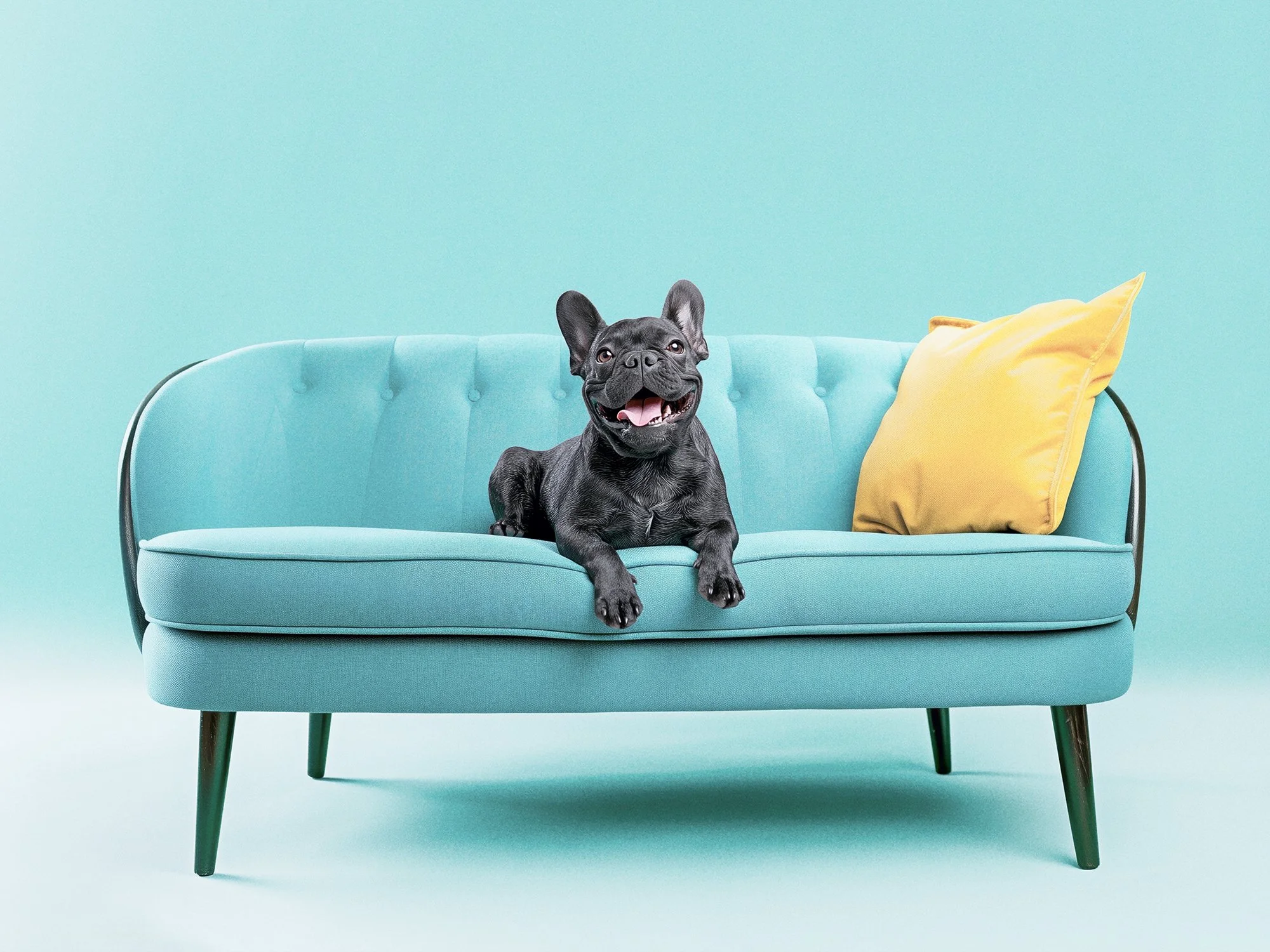 Black Frenchie CF13 Sm.jpg