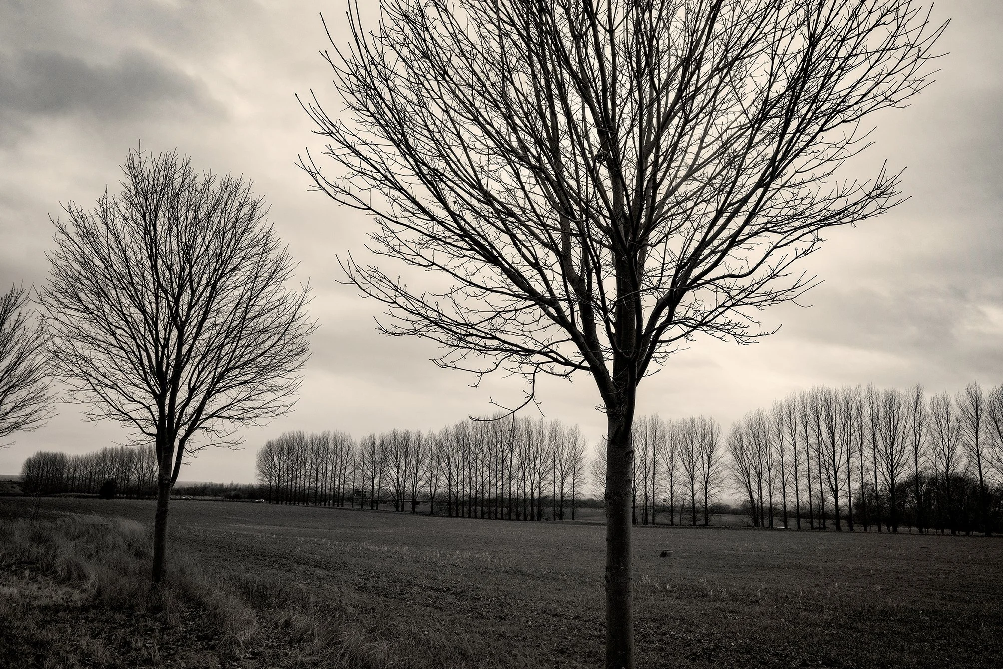 Two Tree Lane