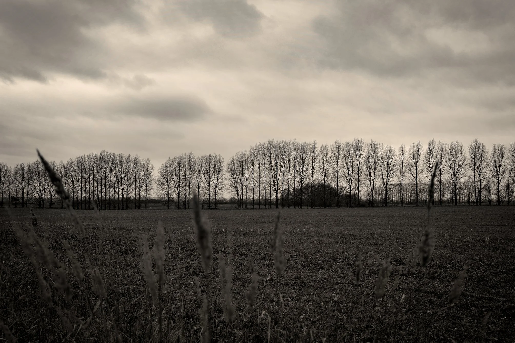 Tree and Wheat Horizon
