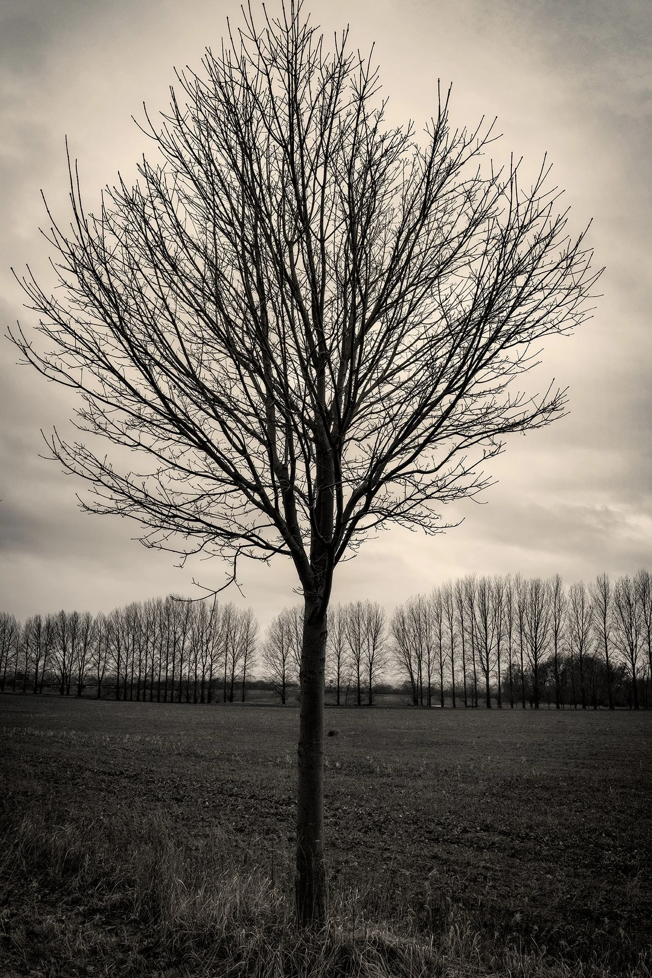 Tree Lane Vertical