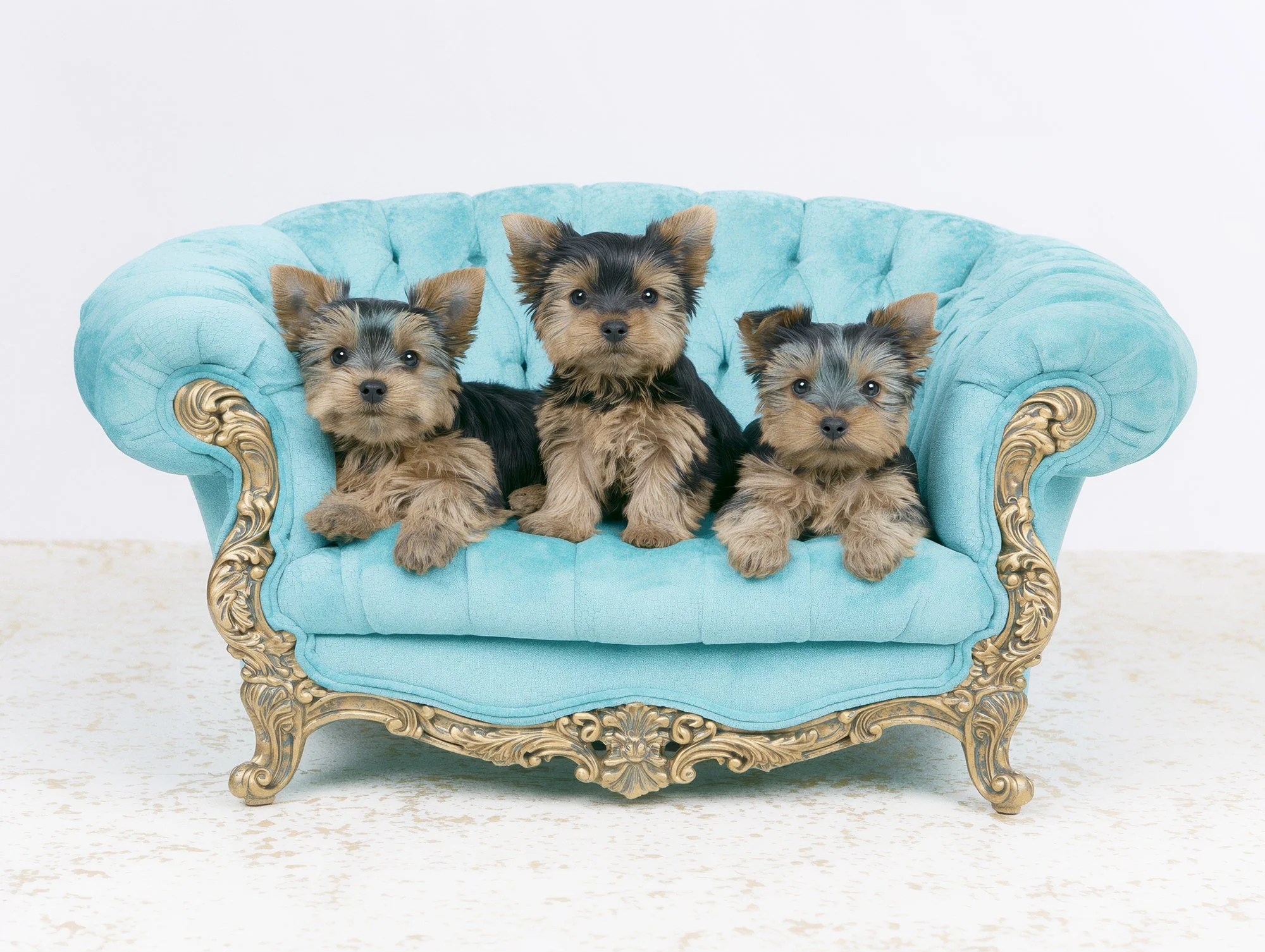 Yorkshire Terrier CF13 Sm.jpg