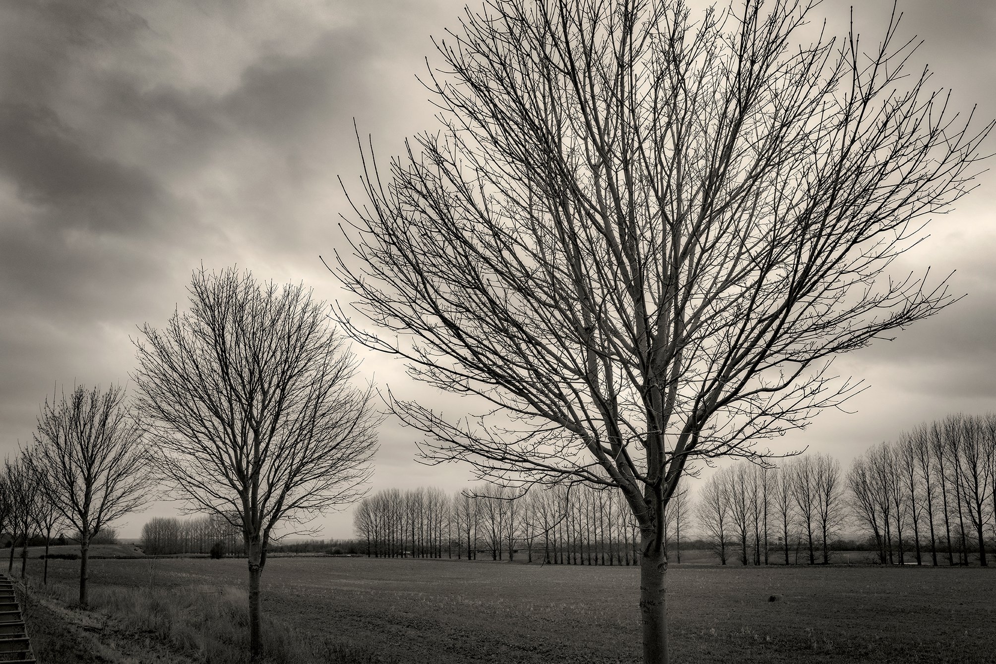 Two Tree Horizon
