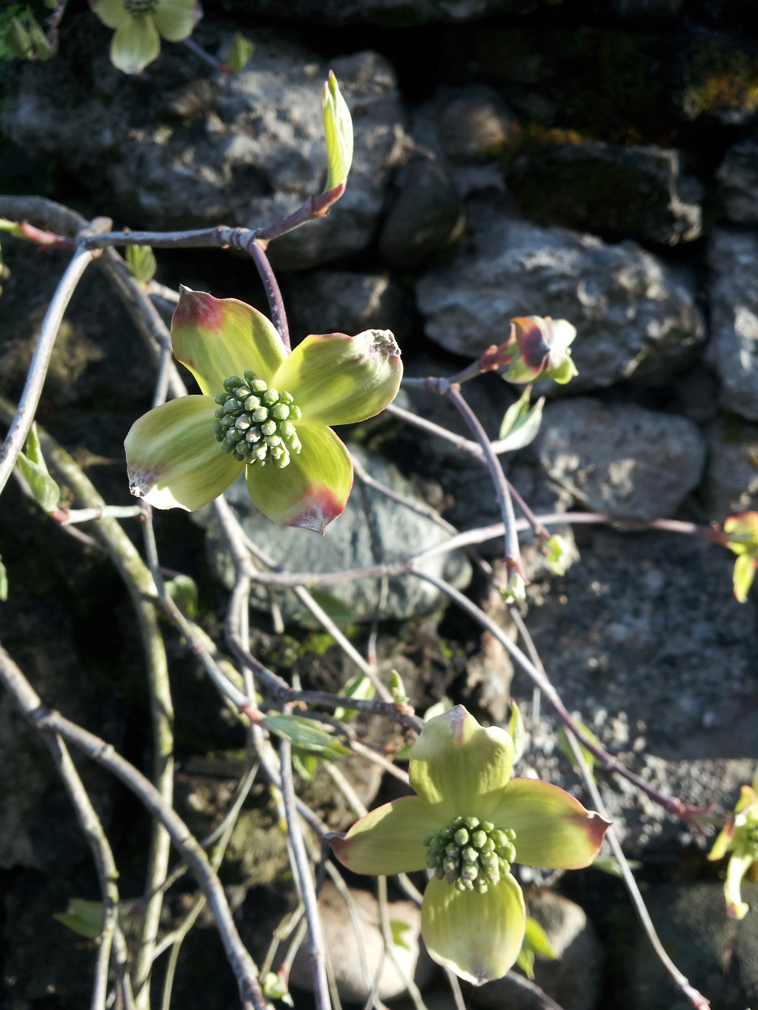 2015-03-26 08.23.20.jpg