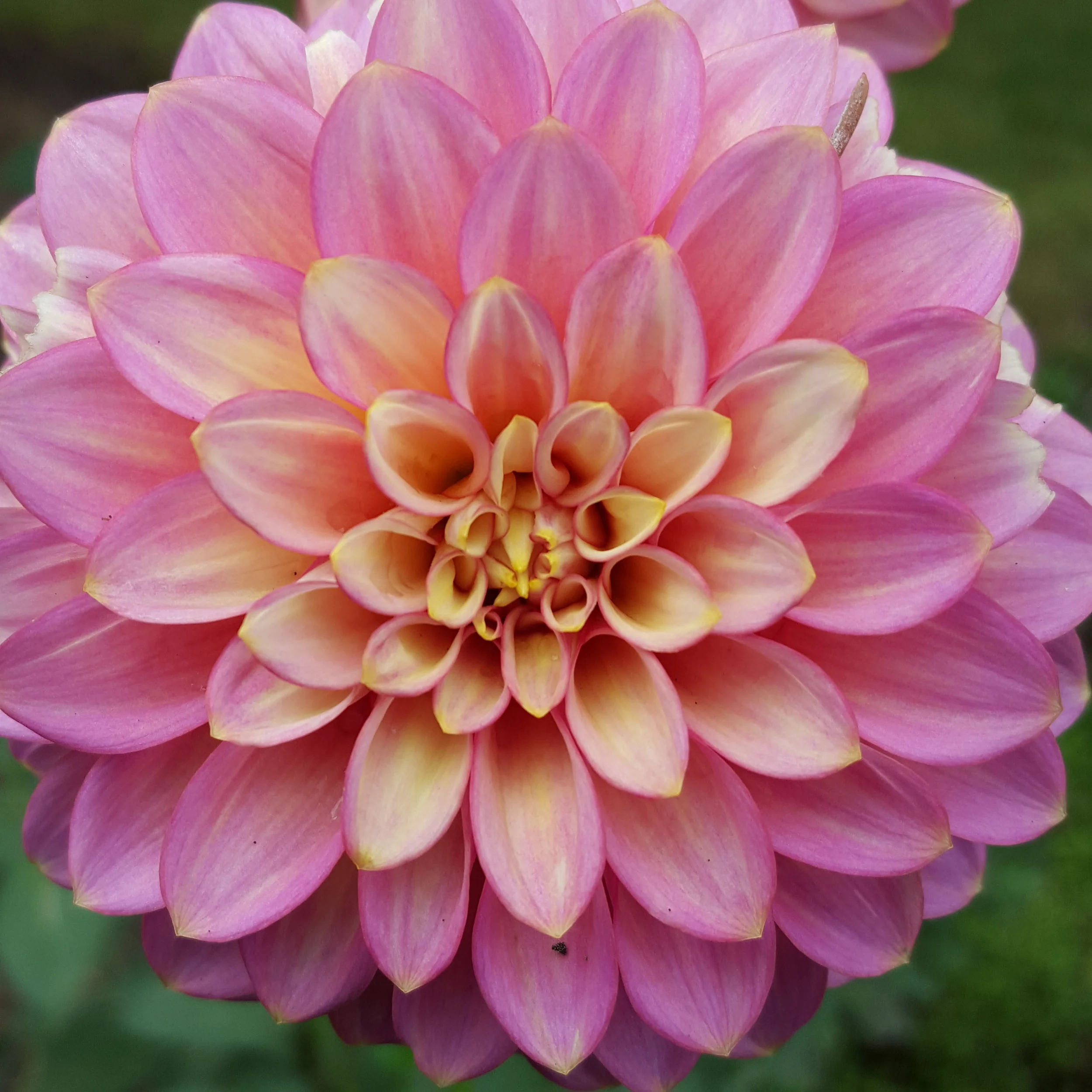 Advanced Class - Number Dynamics