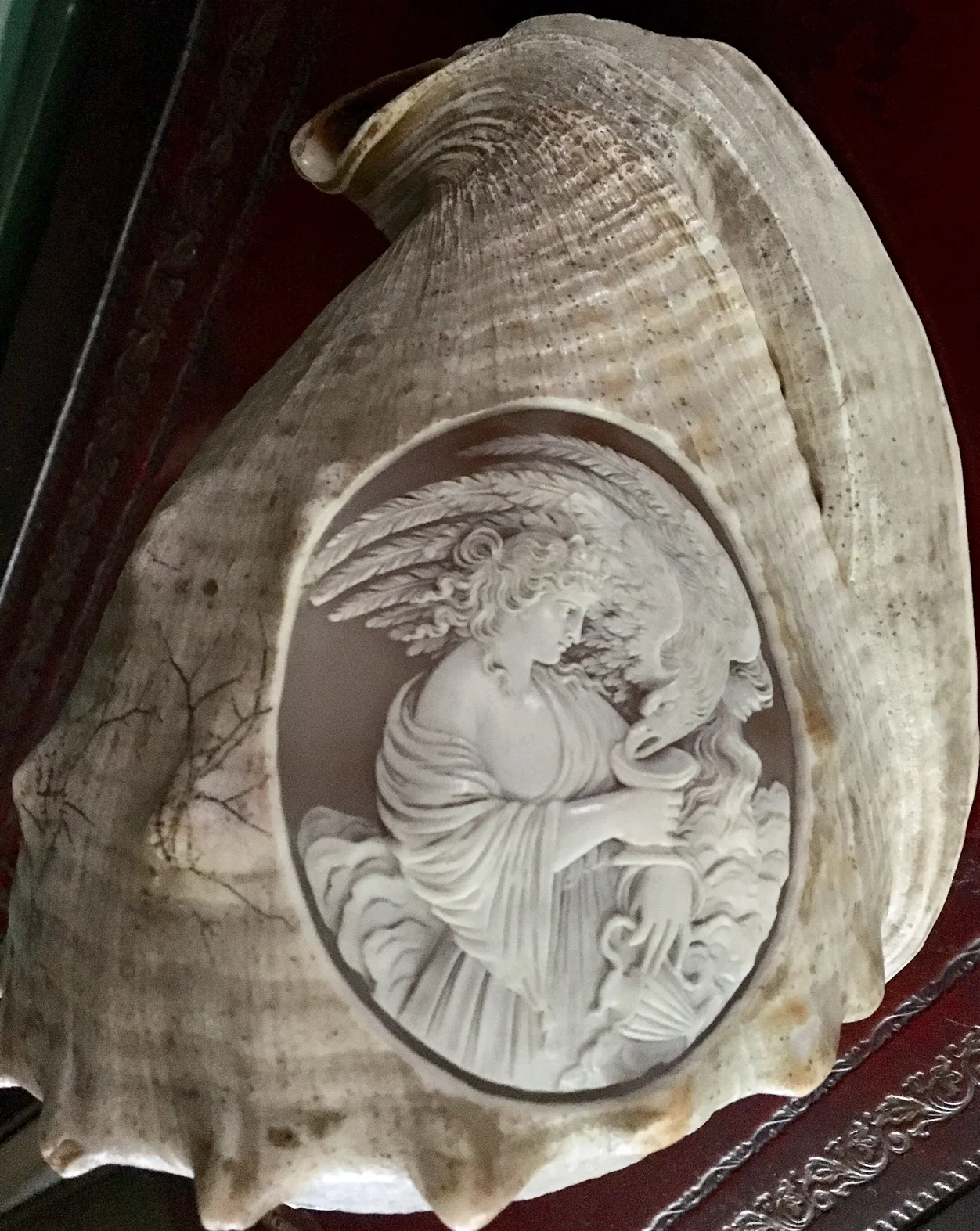 Carved conch shell.jpg