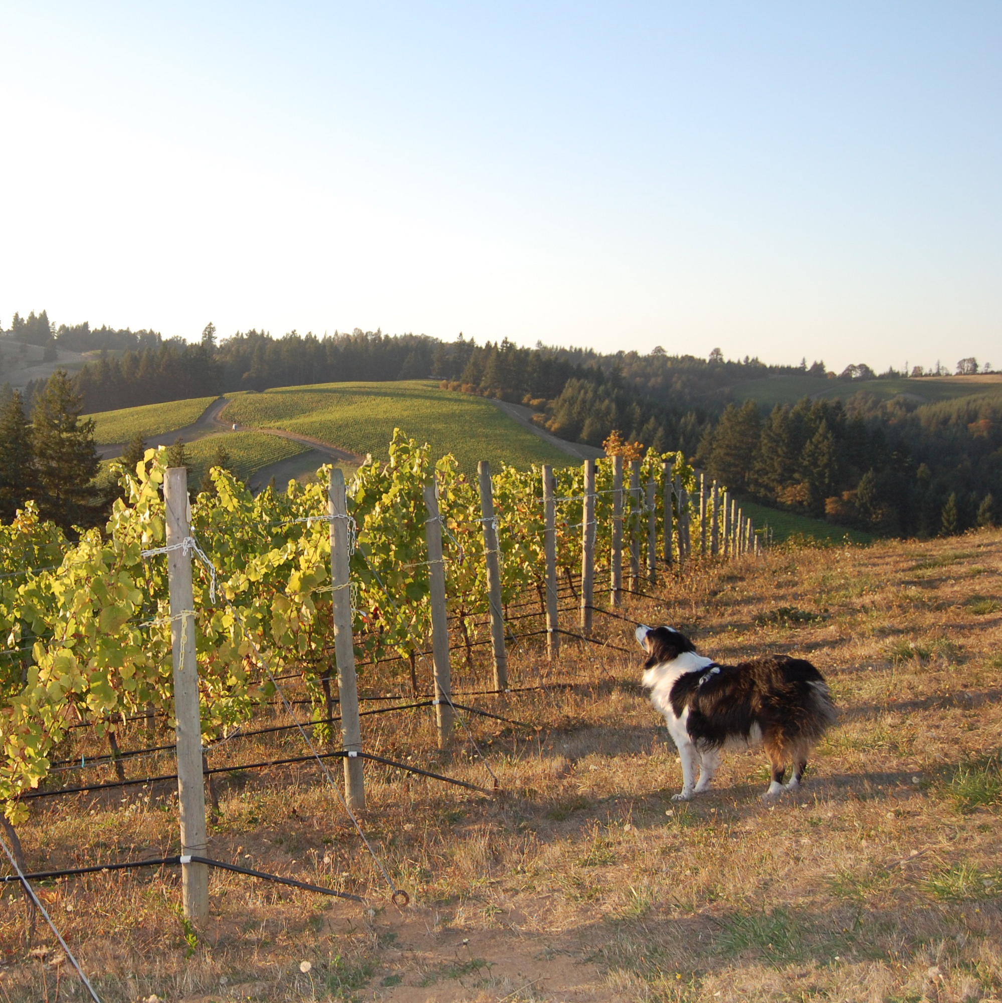 Alpine Roots Winery Roots Wine Co.