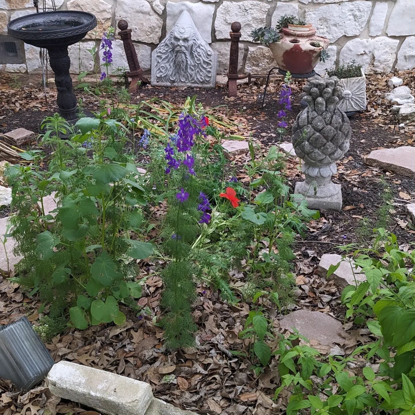 Cement pineapple 🍍 in it's new flower garden home!