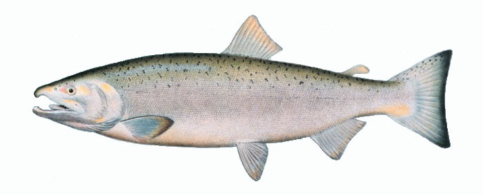 Coho Salmon Science Name: Oncorhynchus Kisutch Other Names: Silver Salmon, Blueback Ideal Temp: 53 to 58 World Record: 33lb. 4 ounces. New York State Environment: Coastal, Stream, Lake Techniques: Medium Casting, Medium Fly Range: Great Lakes and western North America