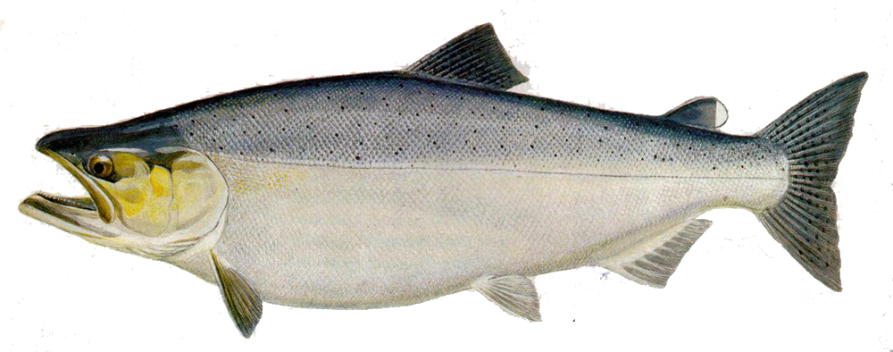 Chinook Salmon Science Name: Oncorhynchus Tshawytscha Other Names: King Salmon, Spring Salmon, Tyee, Quinnant, Blackmouth Ideal Temp: 52 to 58 World Record: 97lb. 4 ounces. Alaska Environment: Coastal, Stream Techniques: Medium Casting, Medium Fly