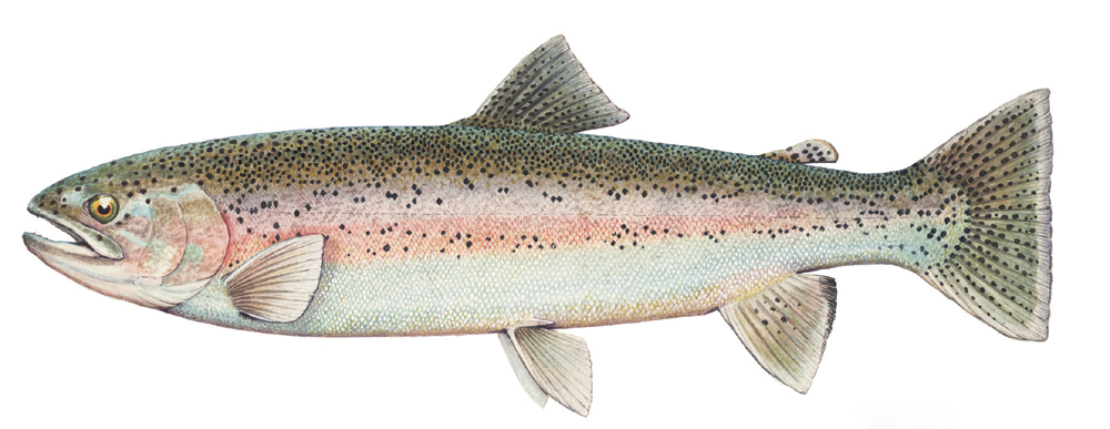 Rainbow Trout Science Name: Oncorhynchus Mykiss Other Names: Rainbow Trout, Bow, Redsides, Red-Band Trout, Silver Trout, Steelhead, Kamloops Ideal Temp: 55 to 70 World Record: 42lb. 2 ounces. Alaska Environment: Lake, Stream, Coastal Techniques: Light Tackle, Light Tackle Fly