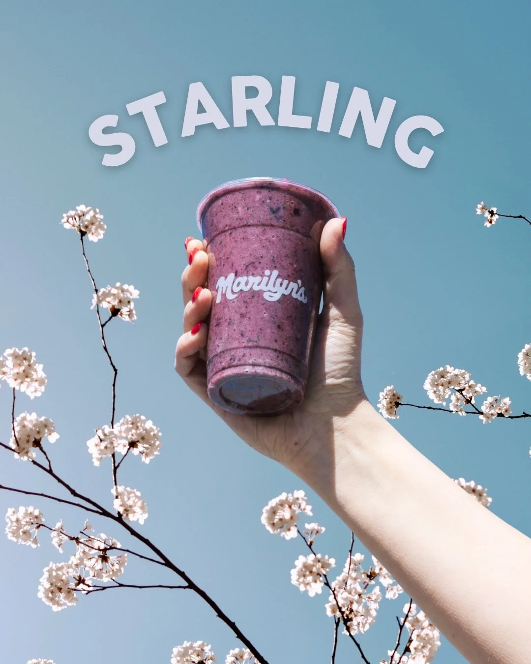 Welcome back ✨STARLING✨

Made with blueberry, lavender, banana, cauliflower, spinach, walnut, honey, and coconut milk 💜

This special brings together antioxidants, fiber, healthy fats, and natural energy in one amazingly delicious smoothie.

Pretty 