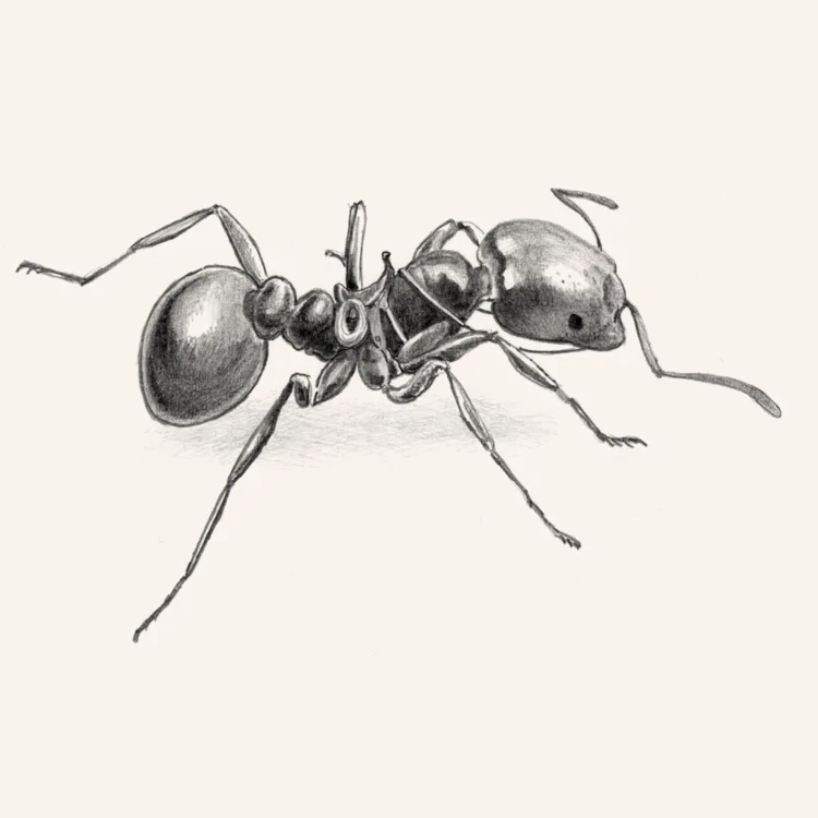 web+ant copy.jpg