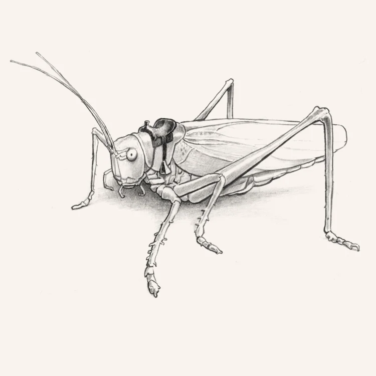 web+grasshopper copy.jpg