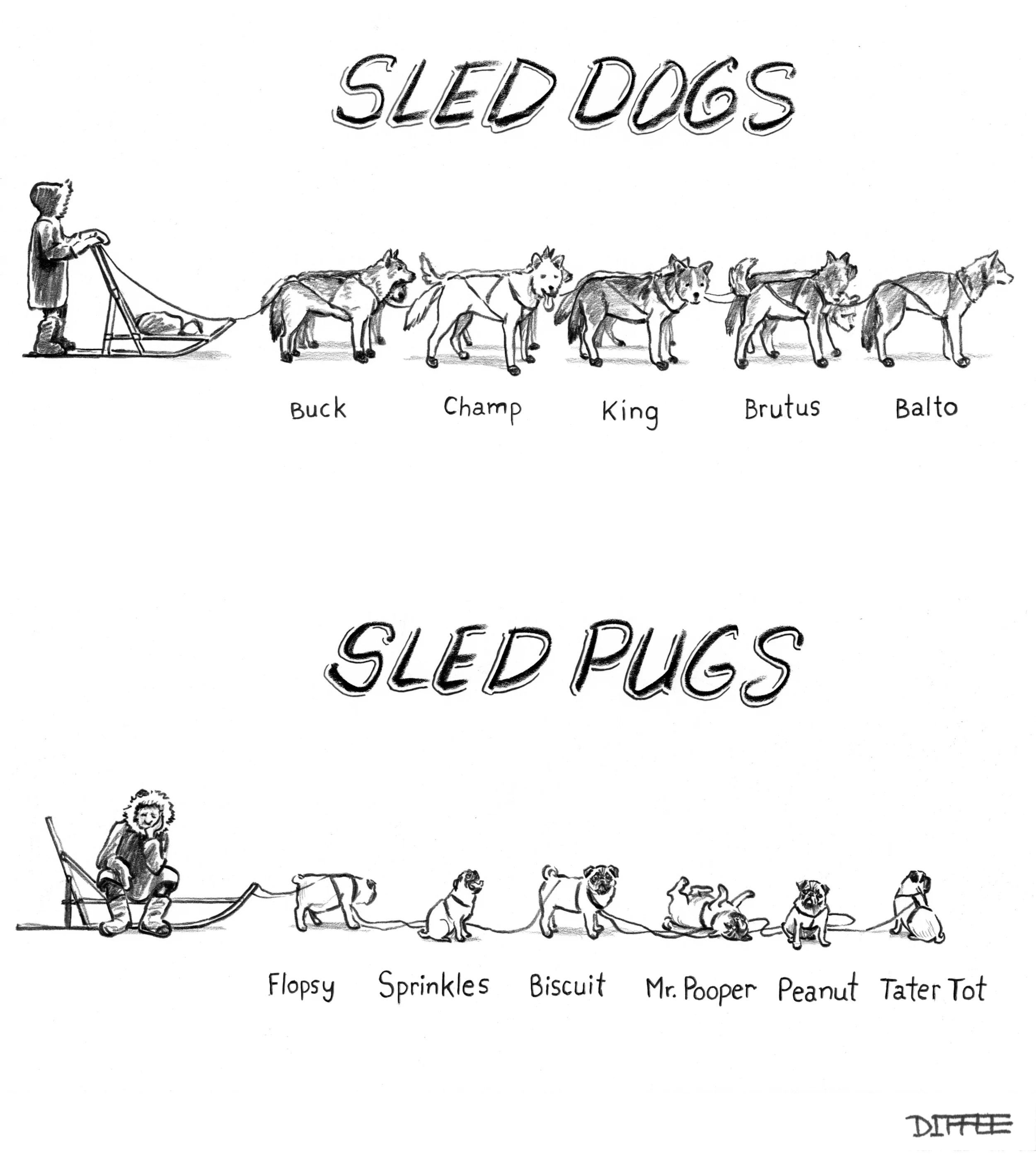 HDJ_SLED_DOGPUGS2.jpg