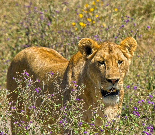A young lion pauses at a watering hole at the N’goro N’goro Conservation Area in Tanzania. (Photo: Robert Weldon, © GIA 2012)