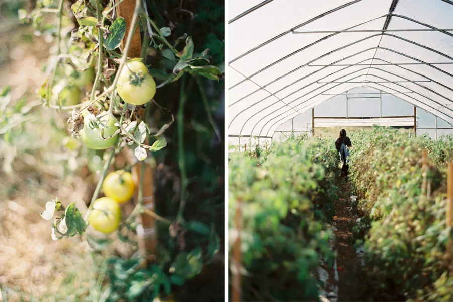 joelengson_Venturafarm_0001.jpg