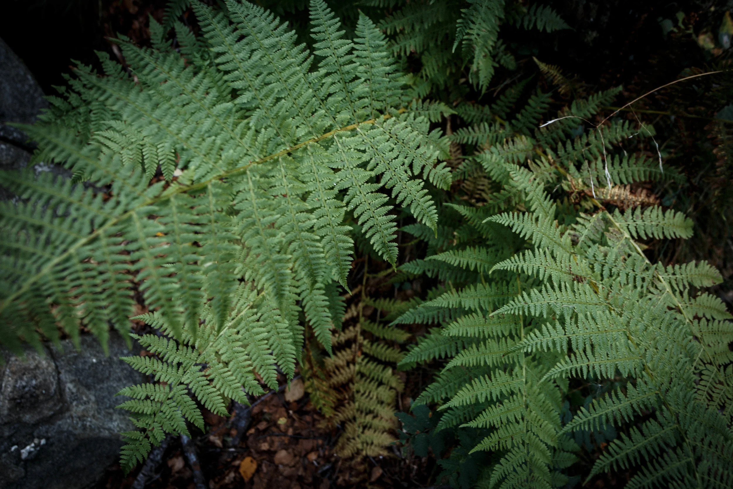 North_forest_3.jpg