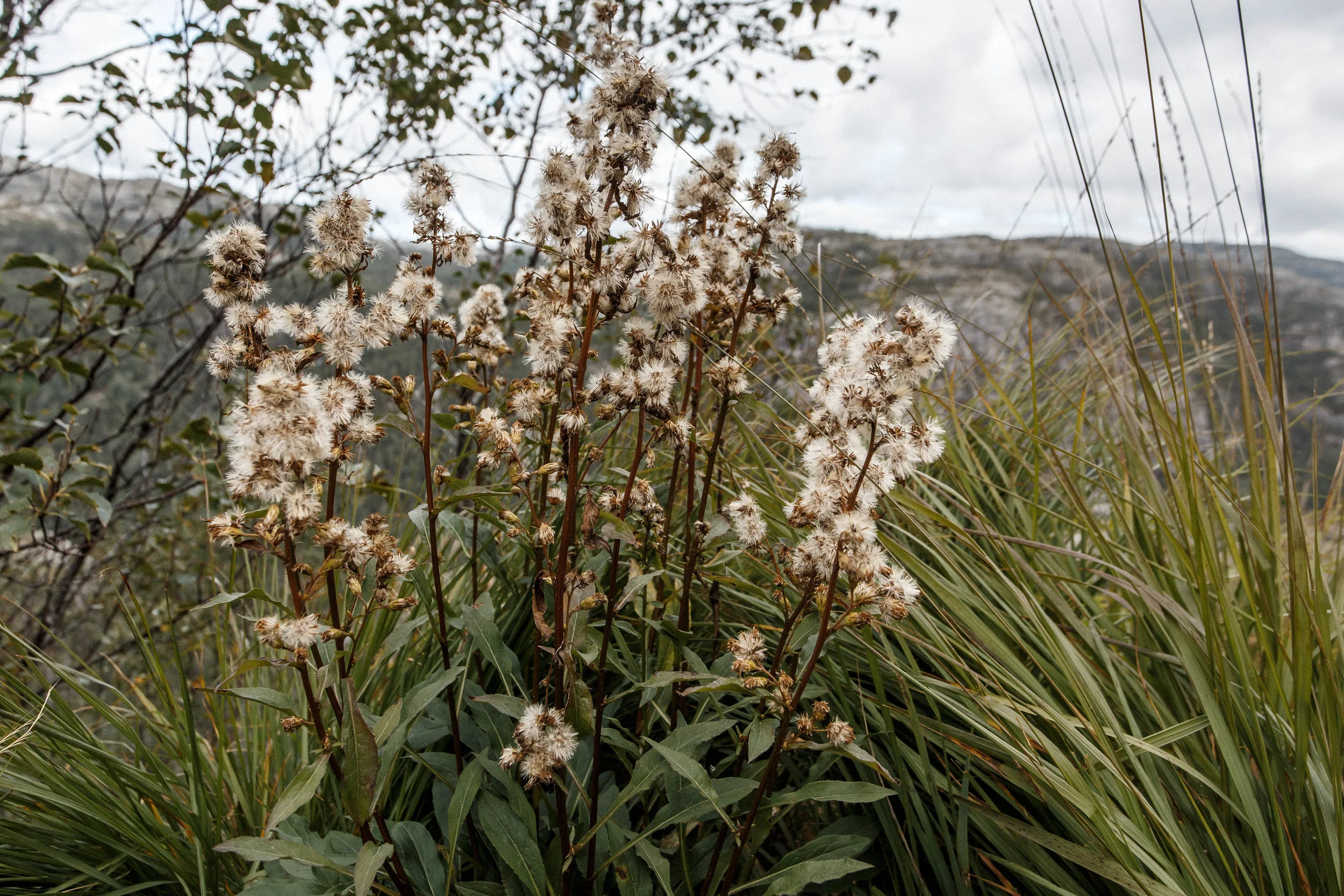 North_forest_4.jpg