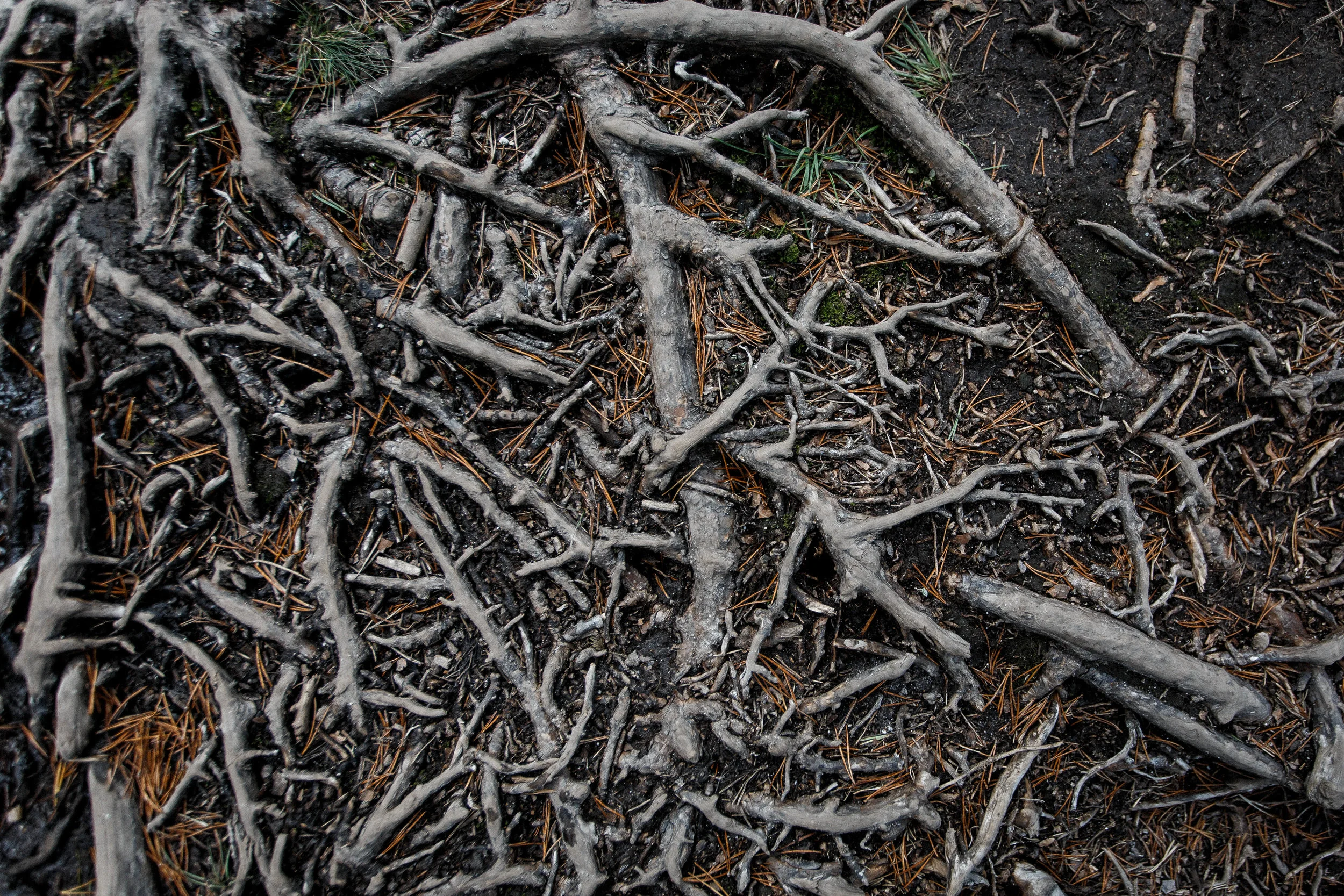 North_forest_6.jpg