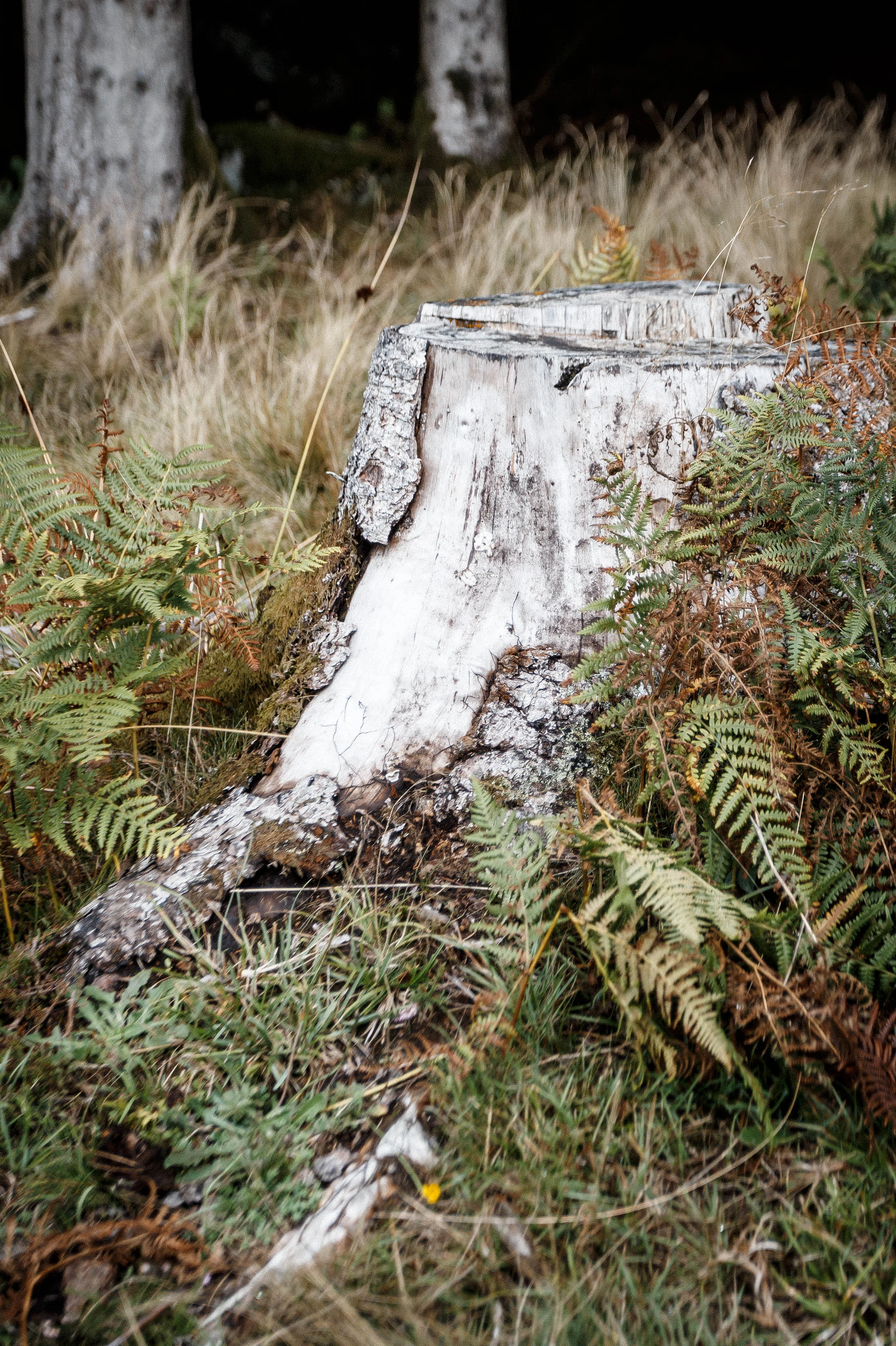 North_forest_8.jpg