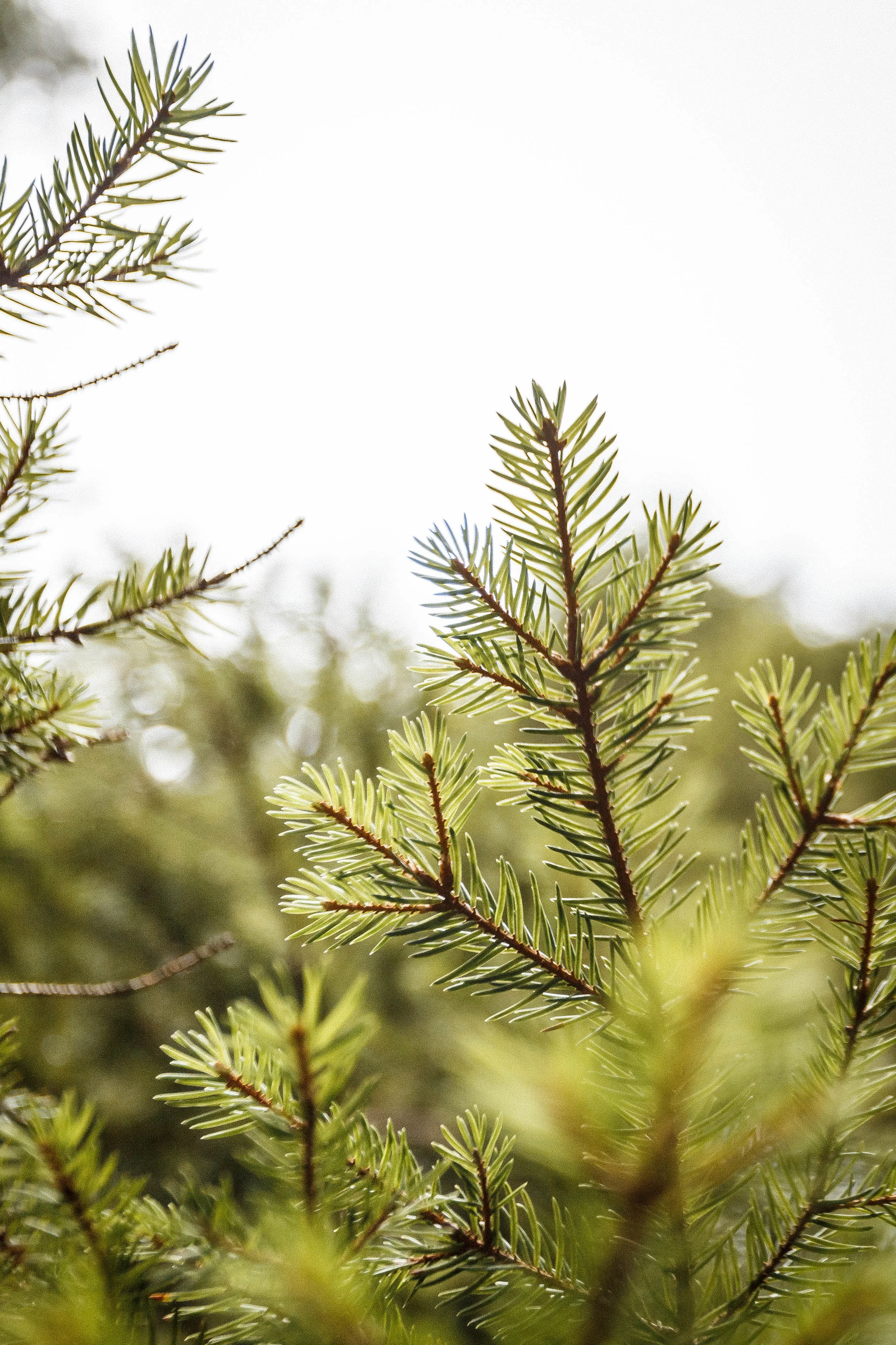 North_forest_9.jpg