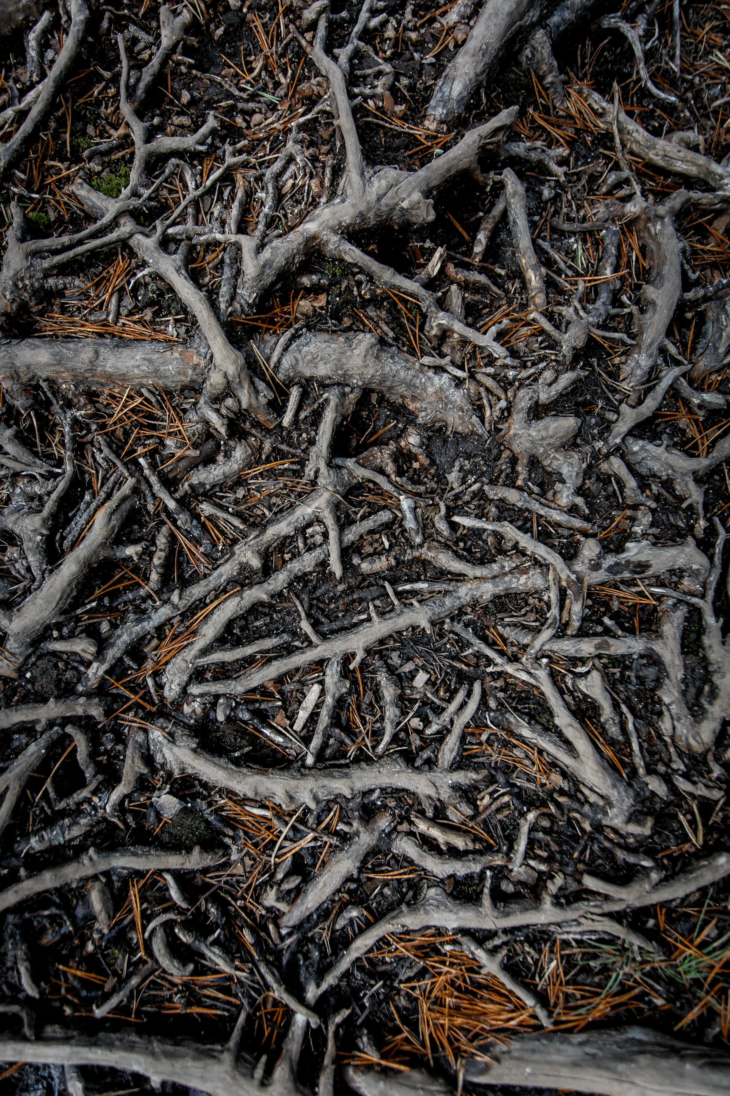 North_forest_7.jpg