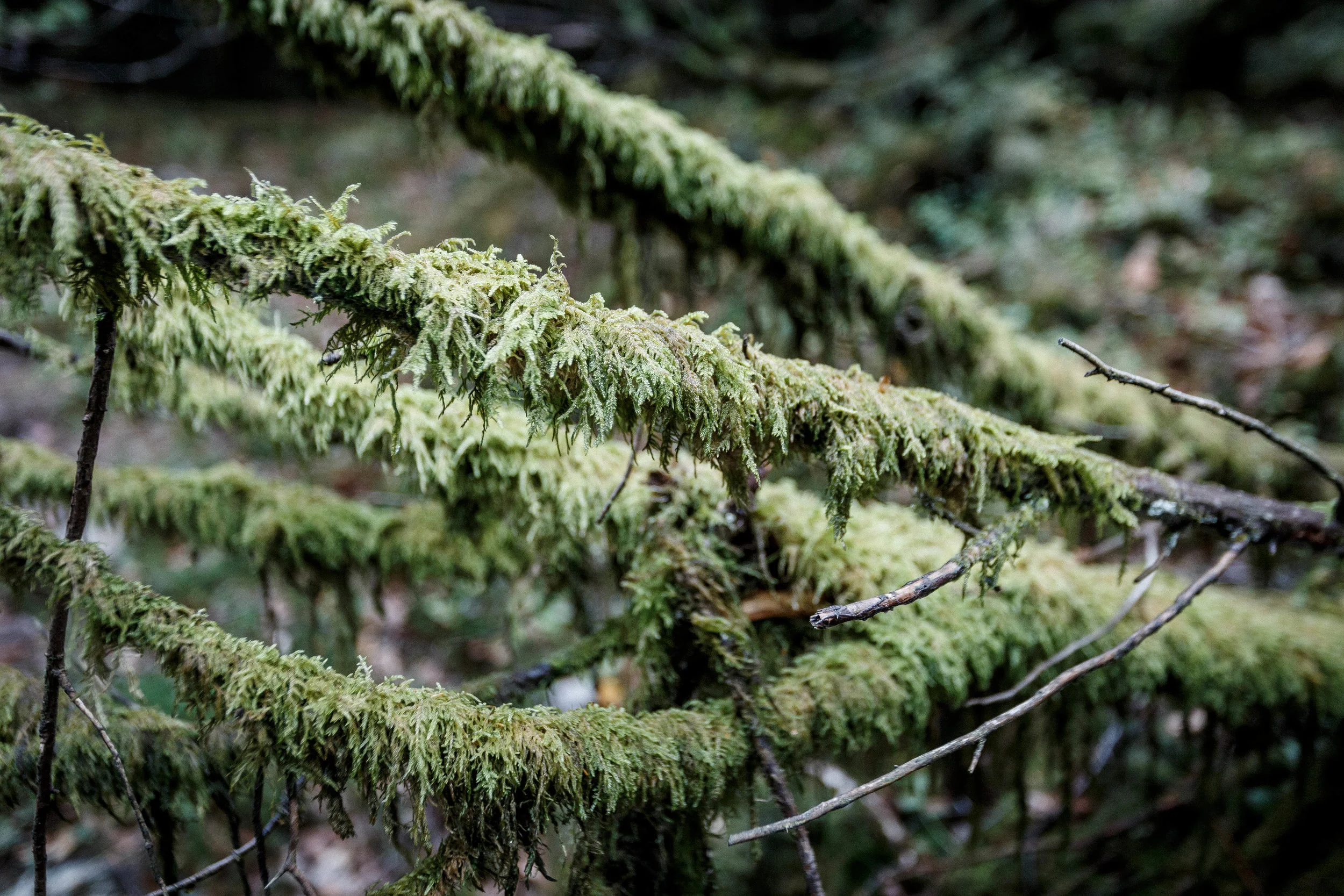 North_forest_10.jpg