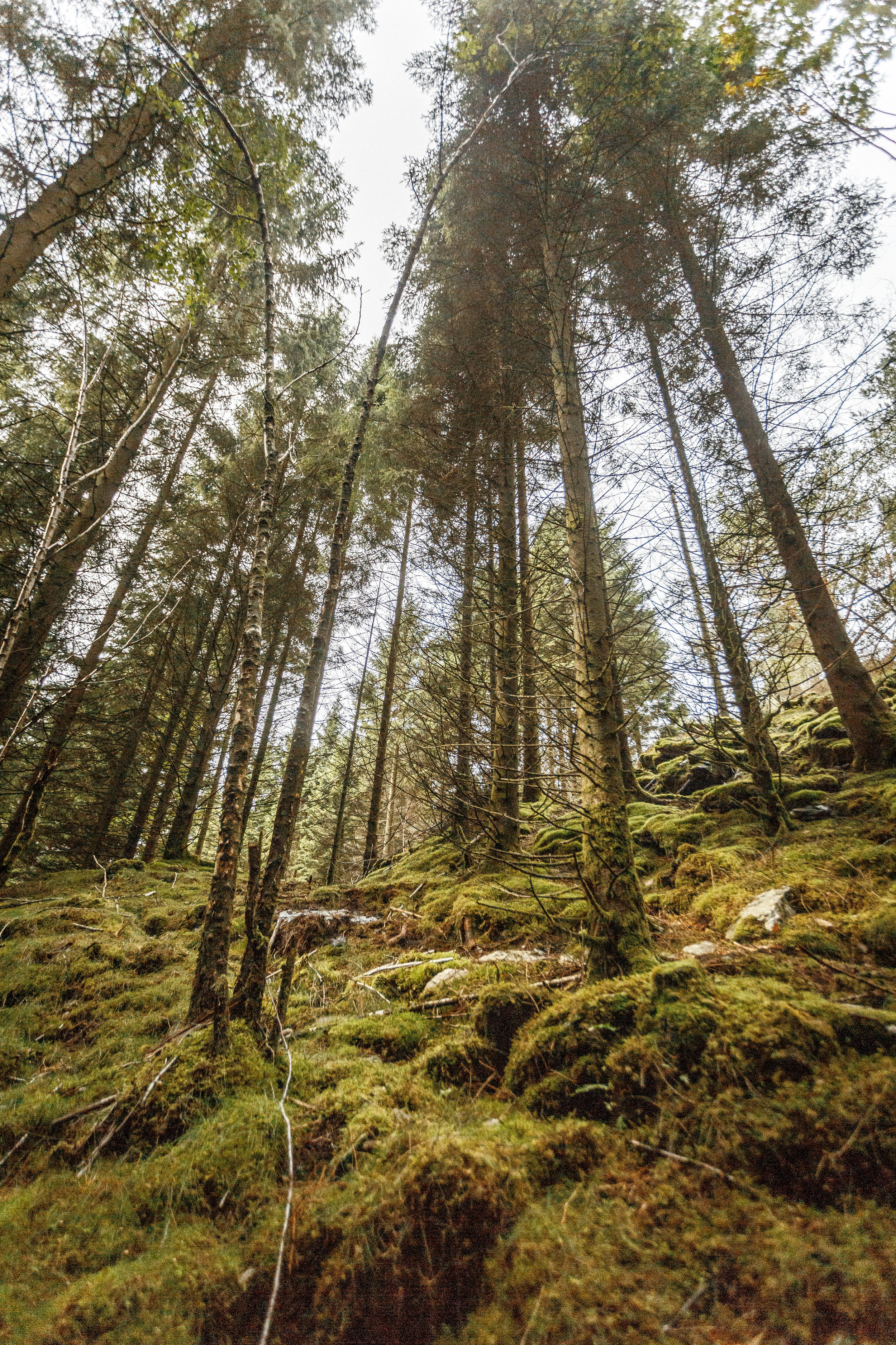 North_forest_13.jpg