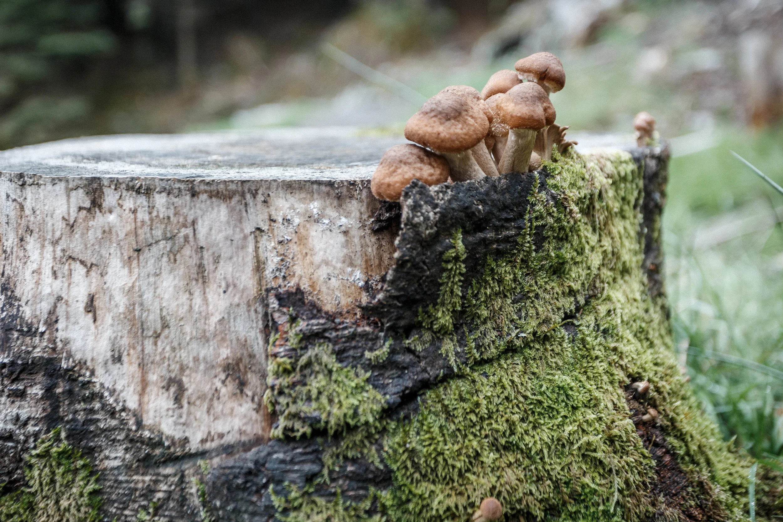 North_forest_15.jpg