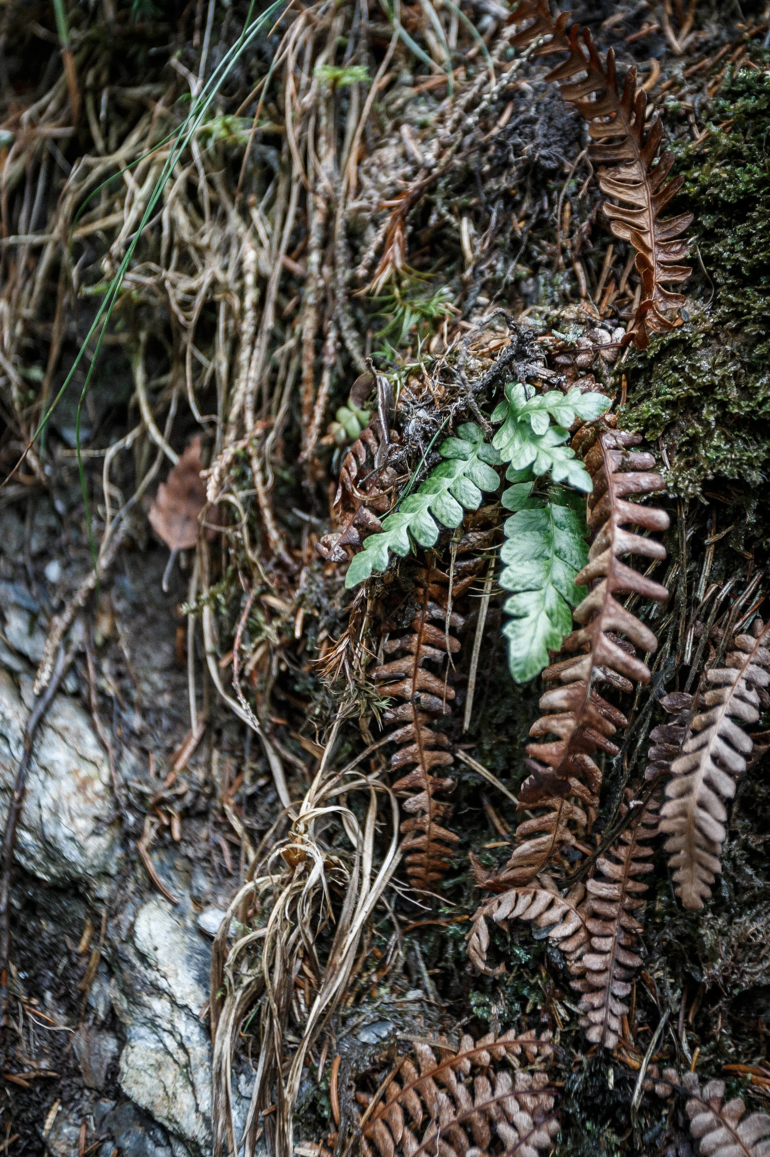 North_forest_17.jpg