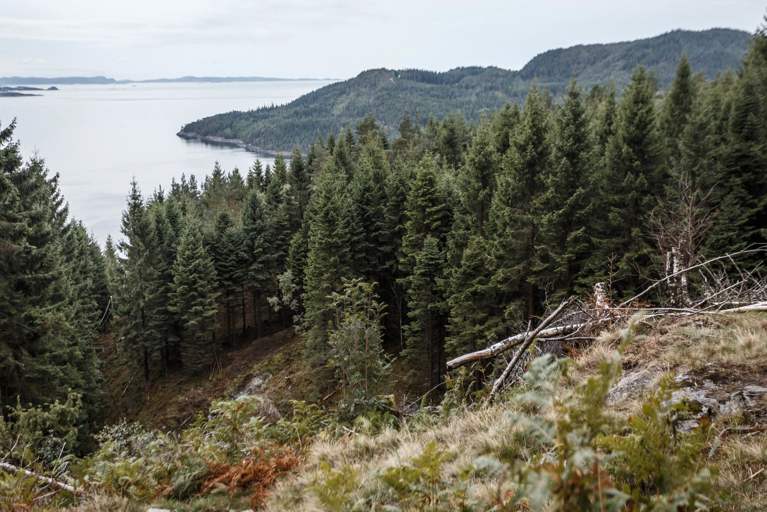North_forest_16.jpg