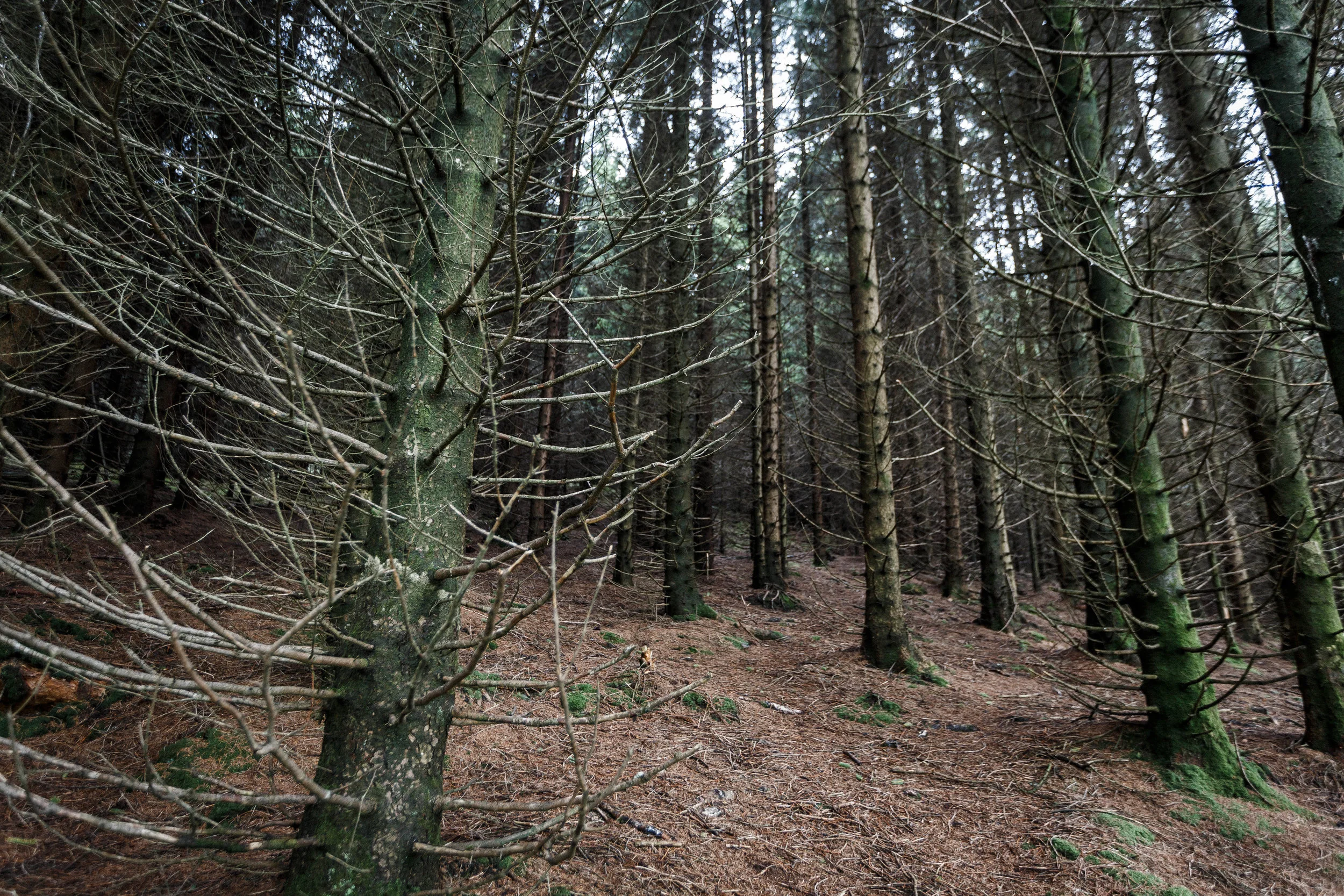 North_forest_18.jpg