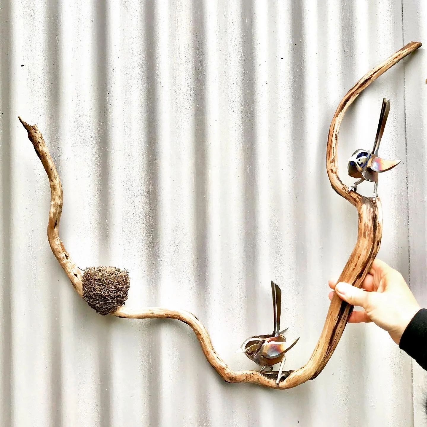 Superb Wrens on branch with nest by Grant Flather