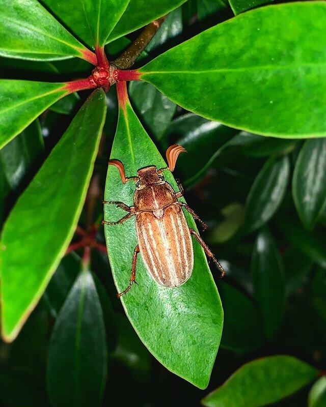 This handsome beetle friend.