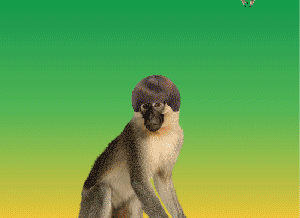 gif_1.gif
