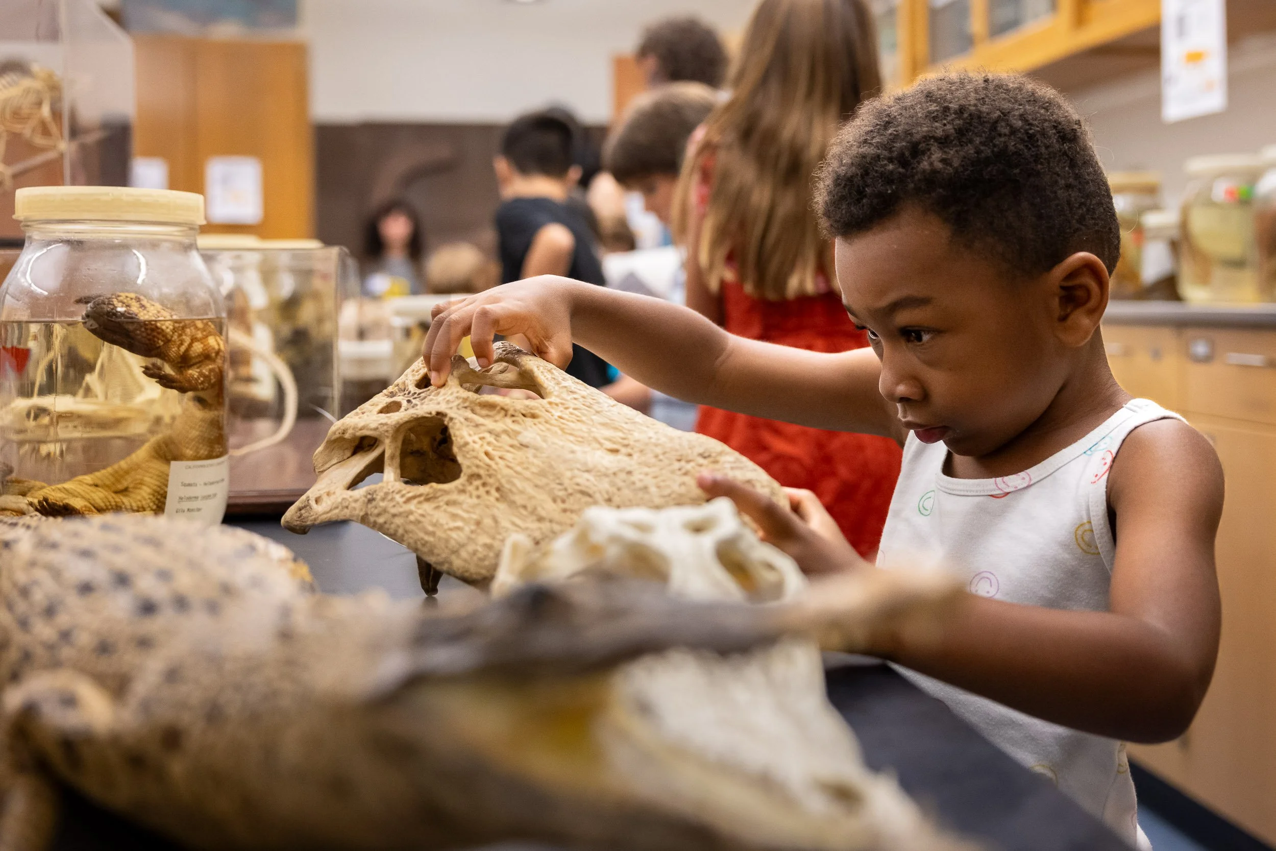 A boy curiously looks at an alligator skull in the vertebrate teaching labs during Sharks At The Beach and Science in the Hall / For Long Beach State University / 2024