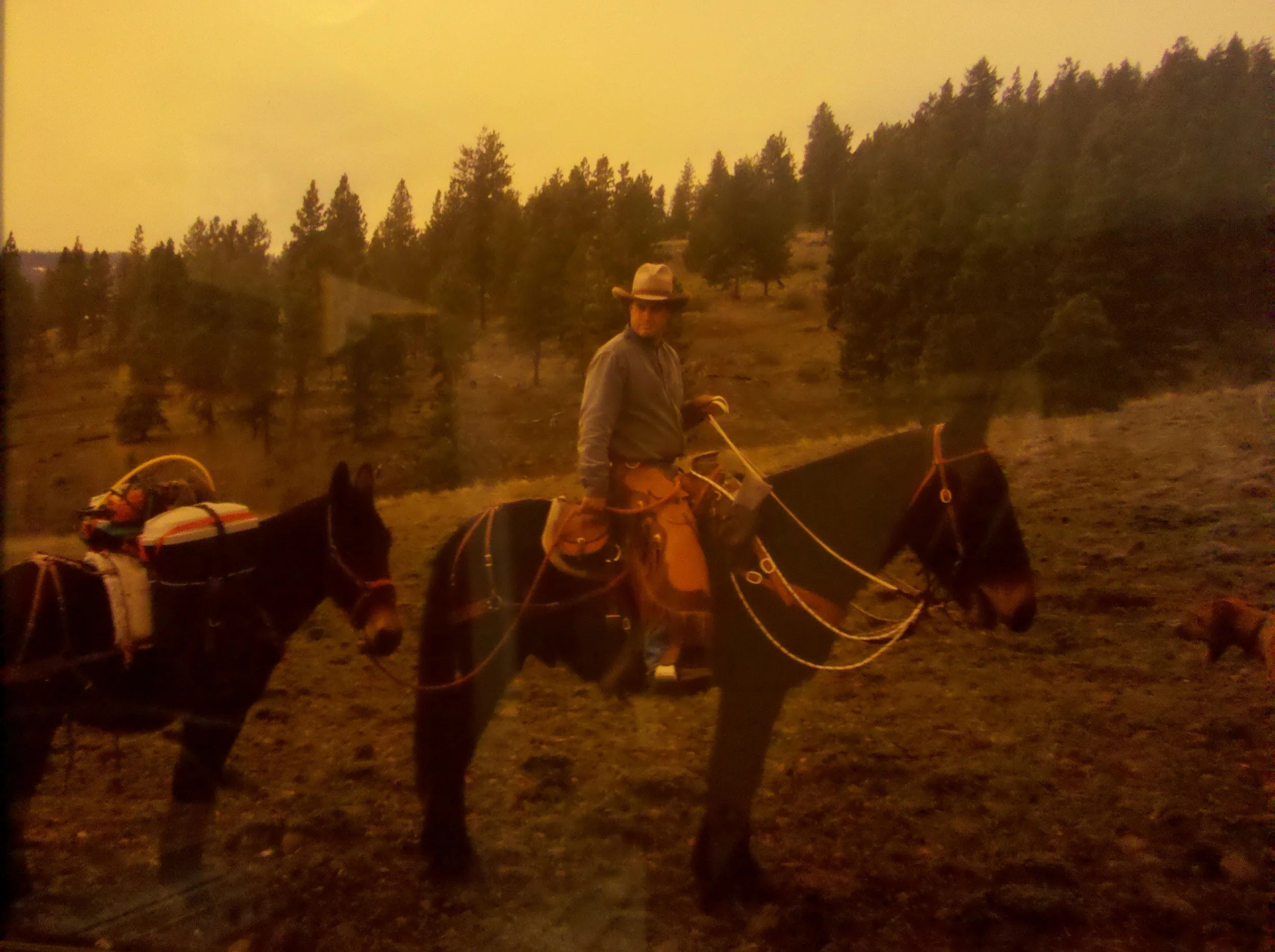This was a team of driving mules that I bought from Coyote mule company in Idaho and broke to ride...The one I'm riding I still have and is a dandy pack mule and loves everybody...the other....oh well....a pack string wrecker! spooky and explosive. Gone! As a side note. All the mules seen in my gallery except for Jeff's mules are from Coyote mule company. They back up there mules and I have loved working with them. I am currently working with them on a new molly for myself. look them up if you want a great riding mule. Note...the cool chainsaw scabbard that Jeff Jones developed. Scabbard stays on pack and chainsaw can be extracted in seconds. This system has been invaluable cutting logs off trails that were otherwise blocked.