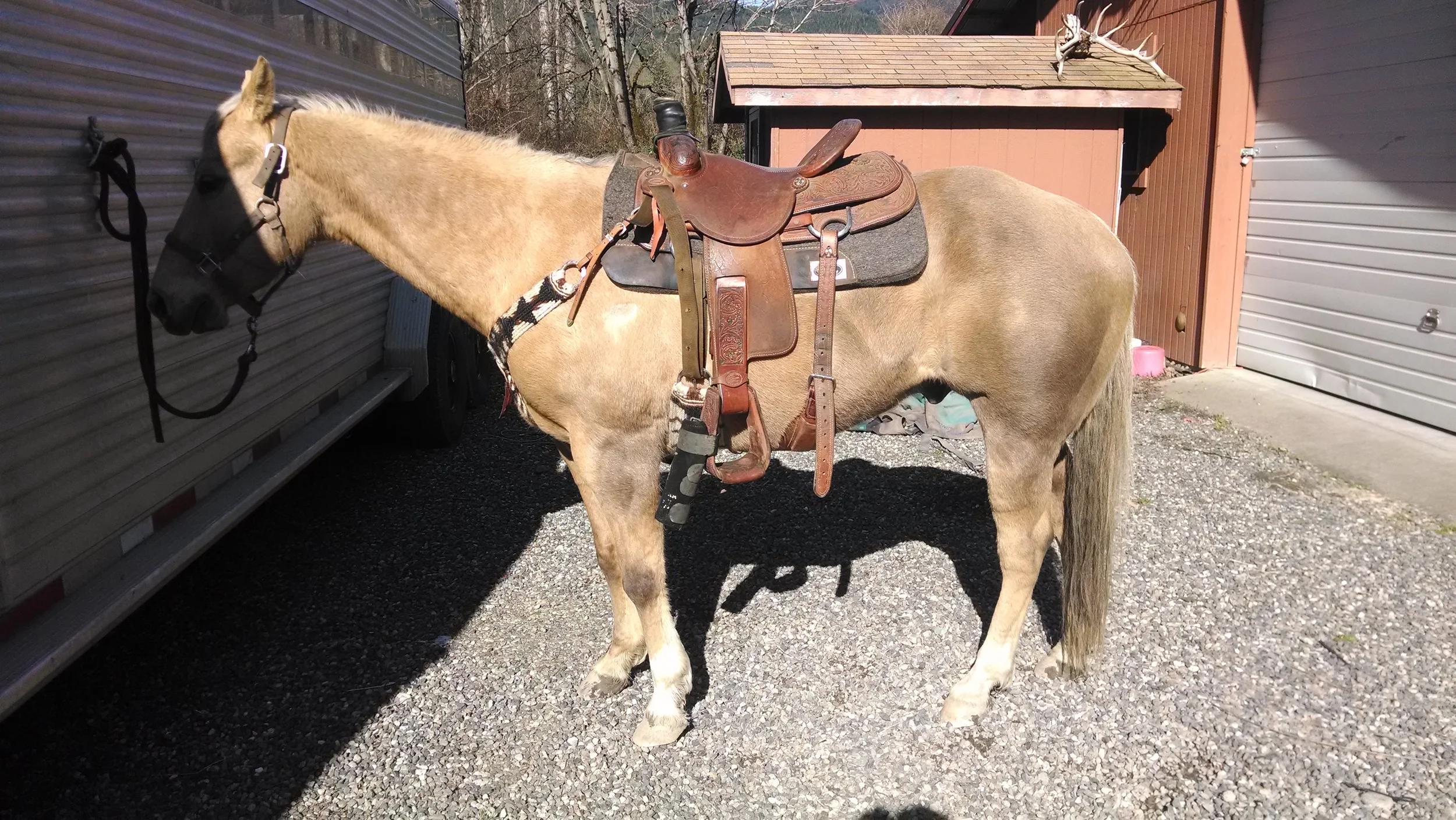 My little heel horse...Teddy. With he new cinch and breast collar shown in cinch section