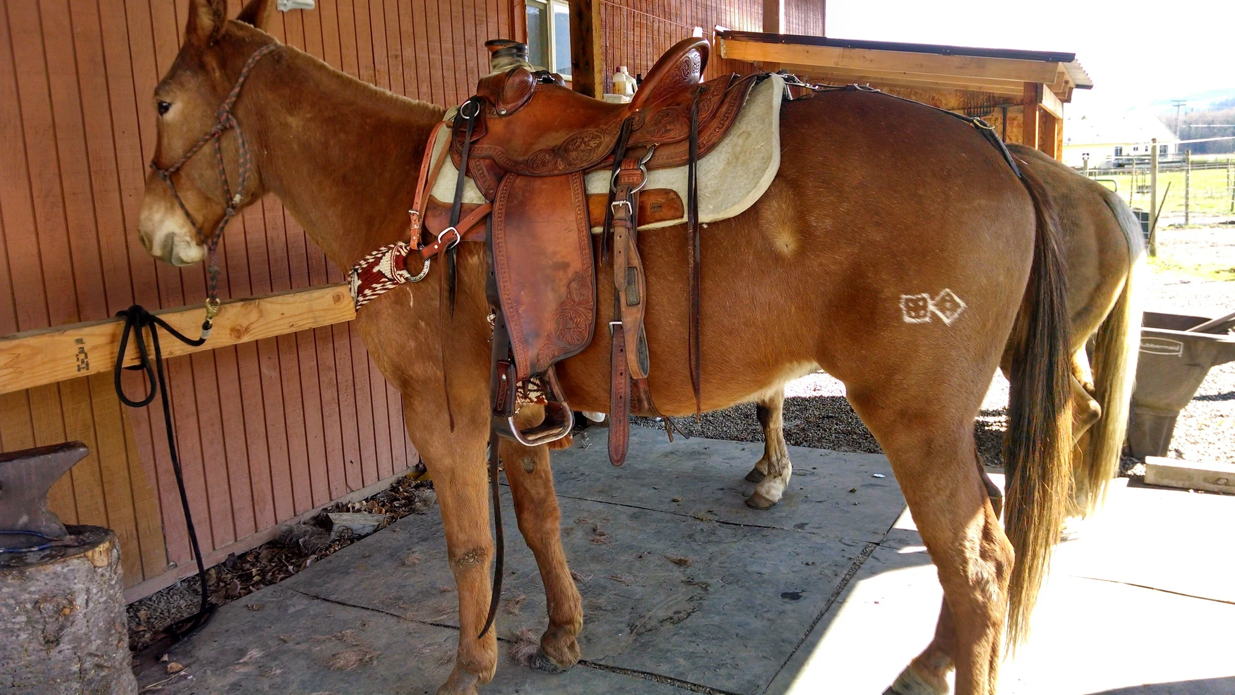 My Ida mule...She was used in the Bitterroots Idaho to lead pack strings and pack out wolf heads for the game department. This after being used on two ranches as a cow horse.