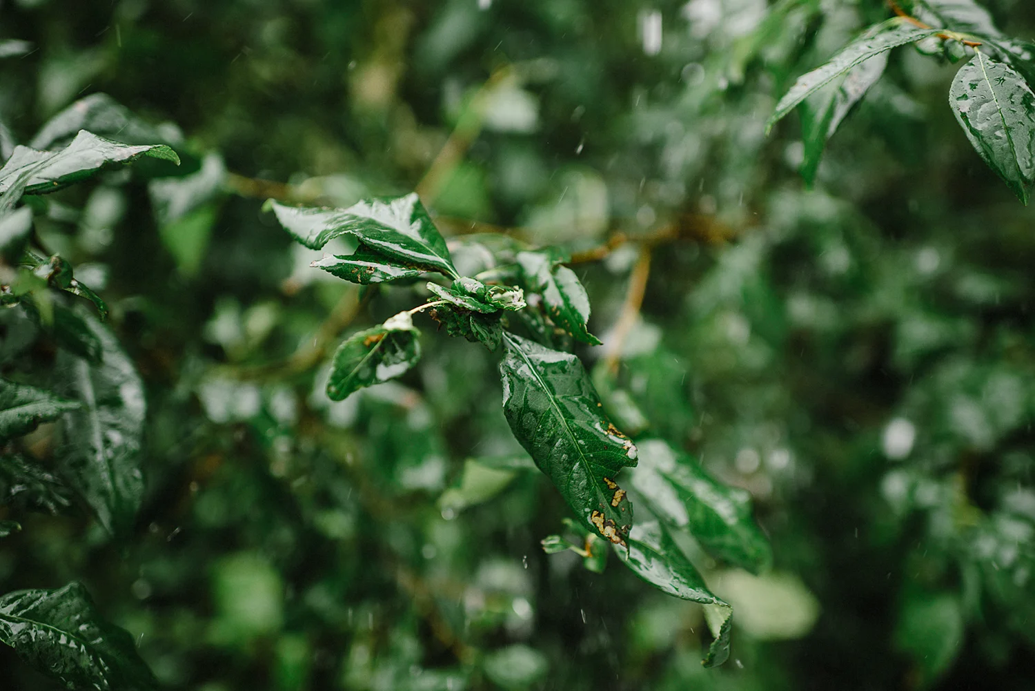 Best-Moody-Vintage-Small-Town-Chapel-Wedding-Toronto-Ontario_-Rain-Plant-Detail-Greenery.jpg
