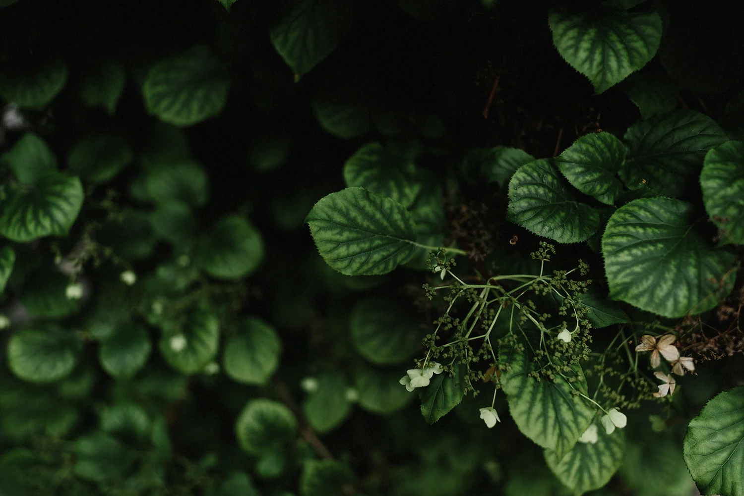 Intimate-Toronto-Pop-Up-Elopement-Downtown-Urban-U-Of-T-Campus-St-George-film-analog-photography-toronto-wedding-photograpehers-details-leaves-flowers.jpg