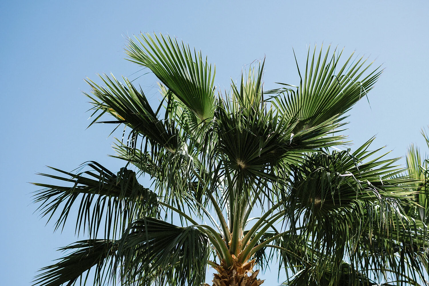 365-destination-wedding-cabo-san-lucas-ventanas-private-residence-alternative-toronto-wedding-photographer-details-palm-trees.JPG
