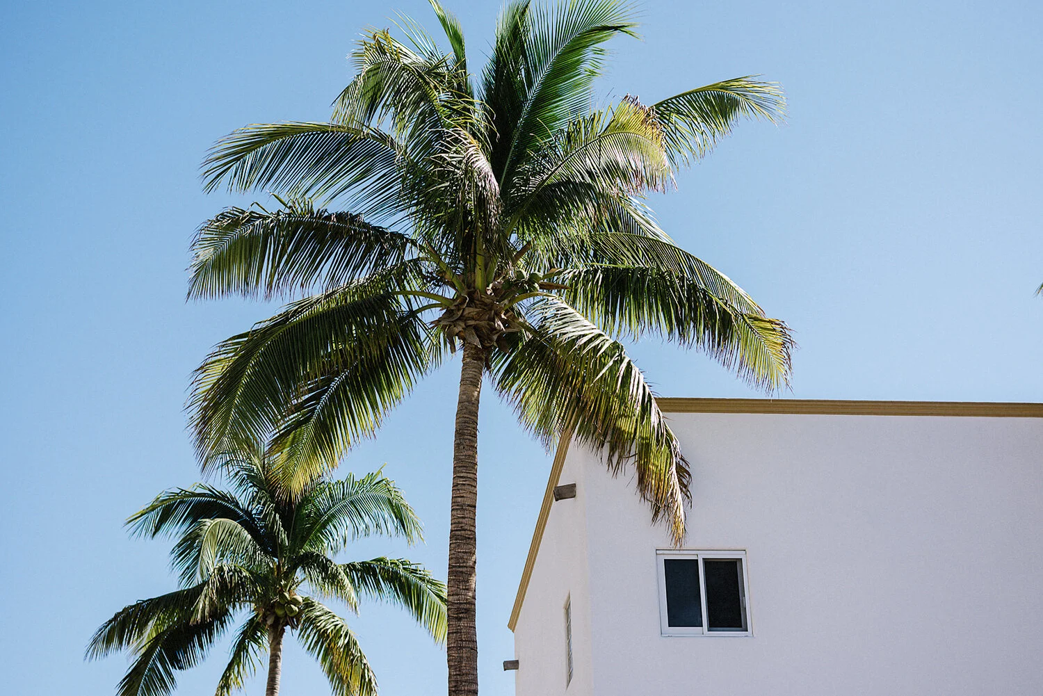 376-destination-wedding-cabo-san-lucas-ventanas-private-residence-alternative-toronto-wedding-photographer-details-palm-trees-getting-ready.JPG