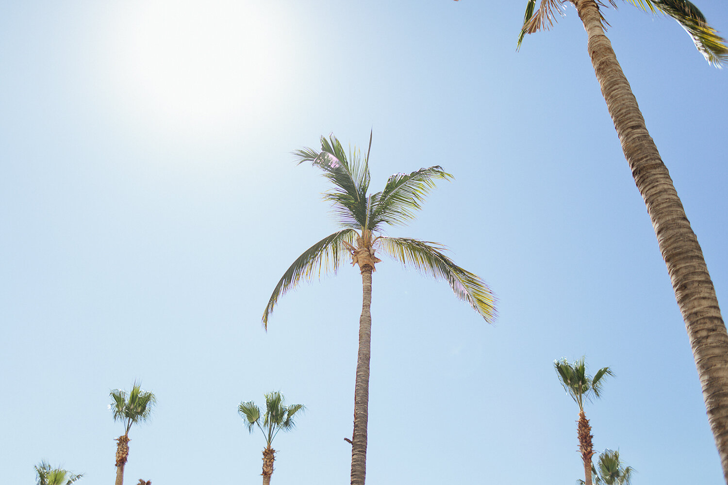 388-cabo-san-lucas-wedding-travelling-destination-wedding-photographer-based-out-of-toronto-best-wedding-photographers-hipster-trendy-documentary-style-mexico-wedding-details-palm-tress.JPG