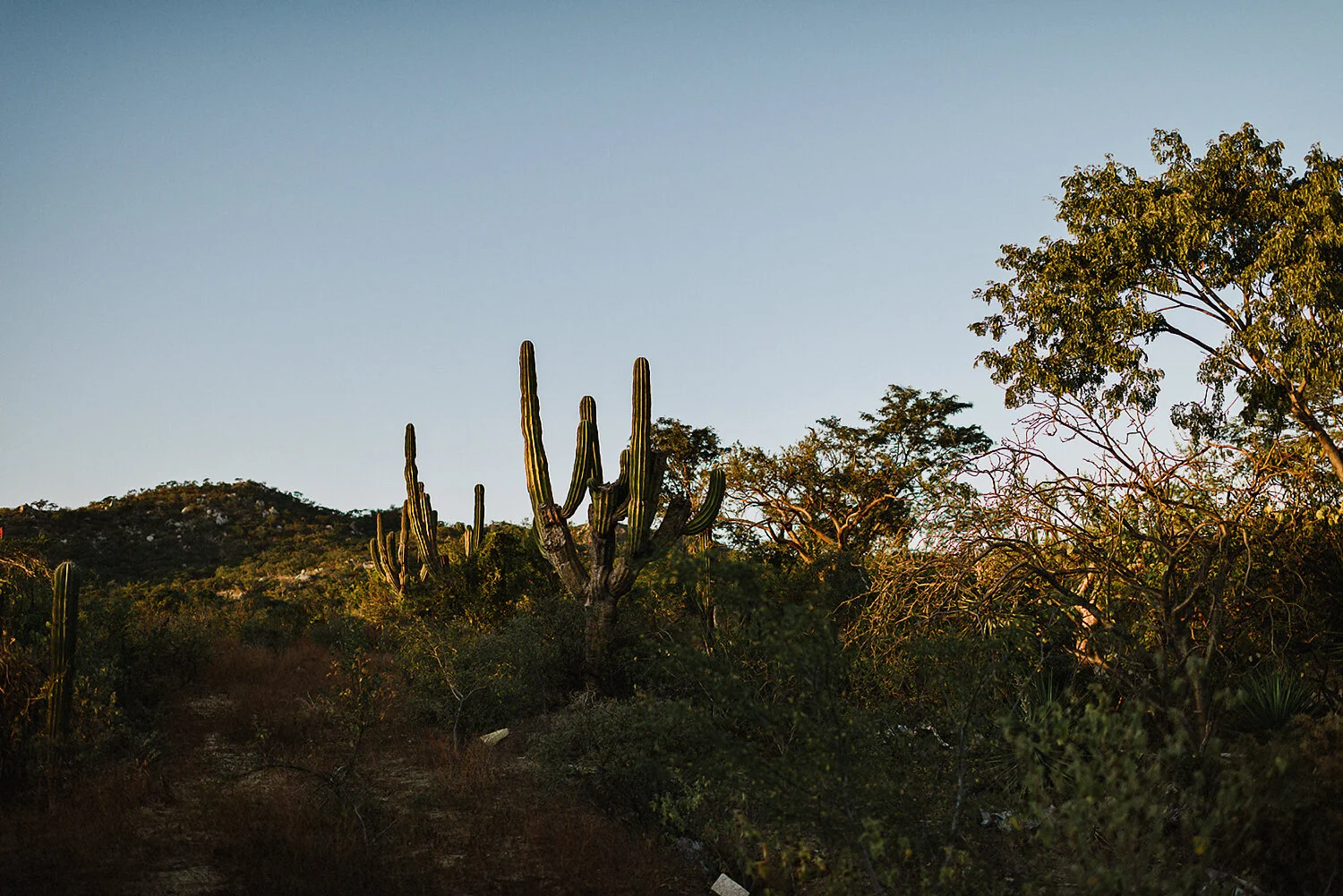 431-destination-wedding-cabo-san-lucas-ventanas-private-residence-alternative-toronto-wedding-photographer-documentary-photojournalistic-portraits-bride-and-groom-portraits-intimate-real-moments-sunset-desert-epic-cacti-details.JPG