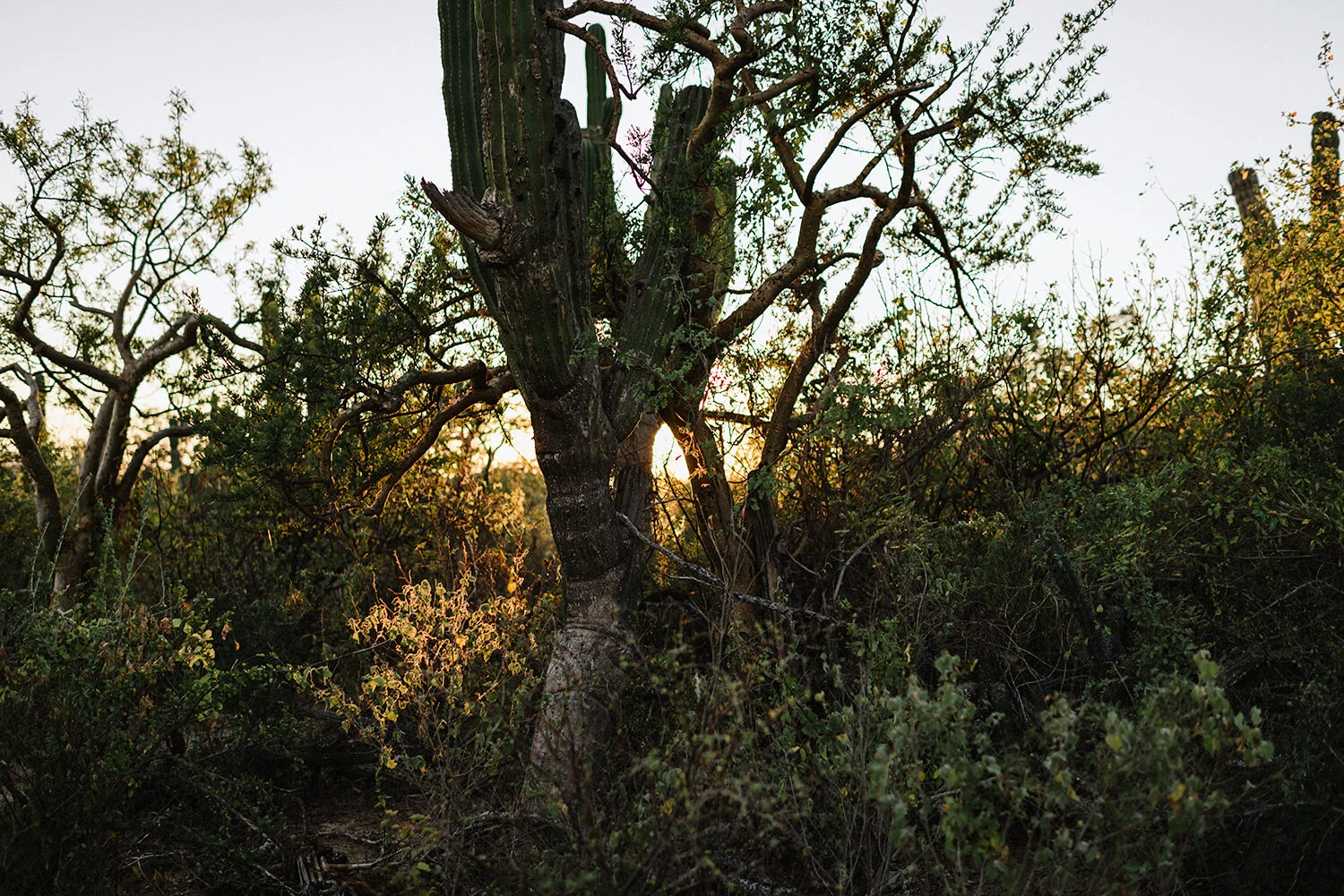 433-destination-wedding-cabo-san-lucas-ventanas-private-residence-alternative-toronto-wedding-photographer-documentary-photojournalistic-portraits-bride-and-groom-portraits-intimate-real-moments-sunset-desert-epic-cacti-details-sky.JPG
